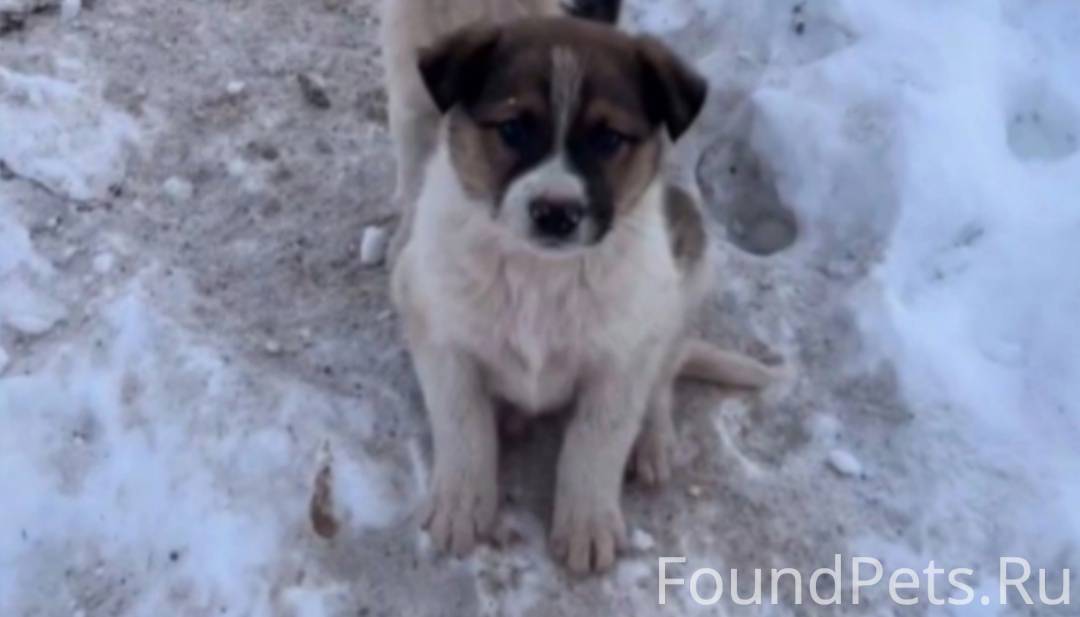 🆘🆘🆘Пропали щенки город октябрь...