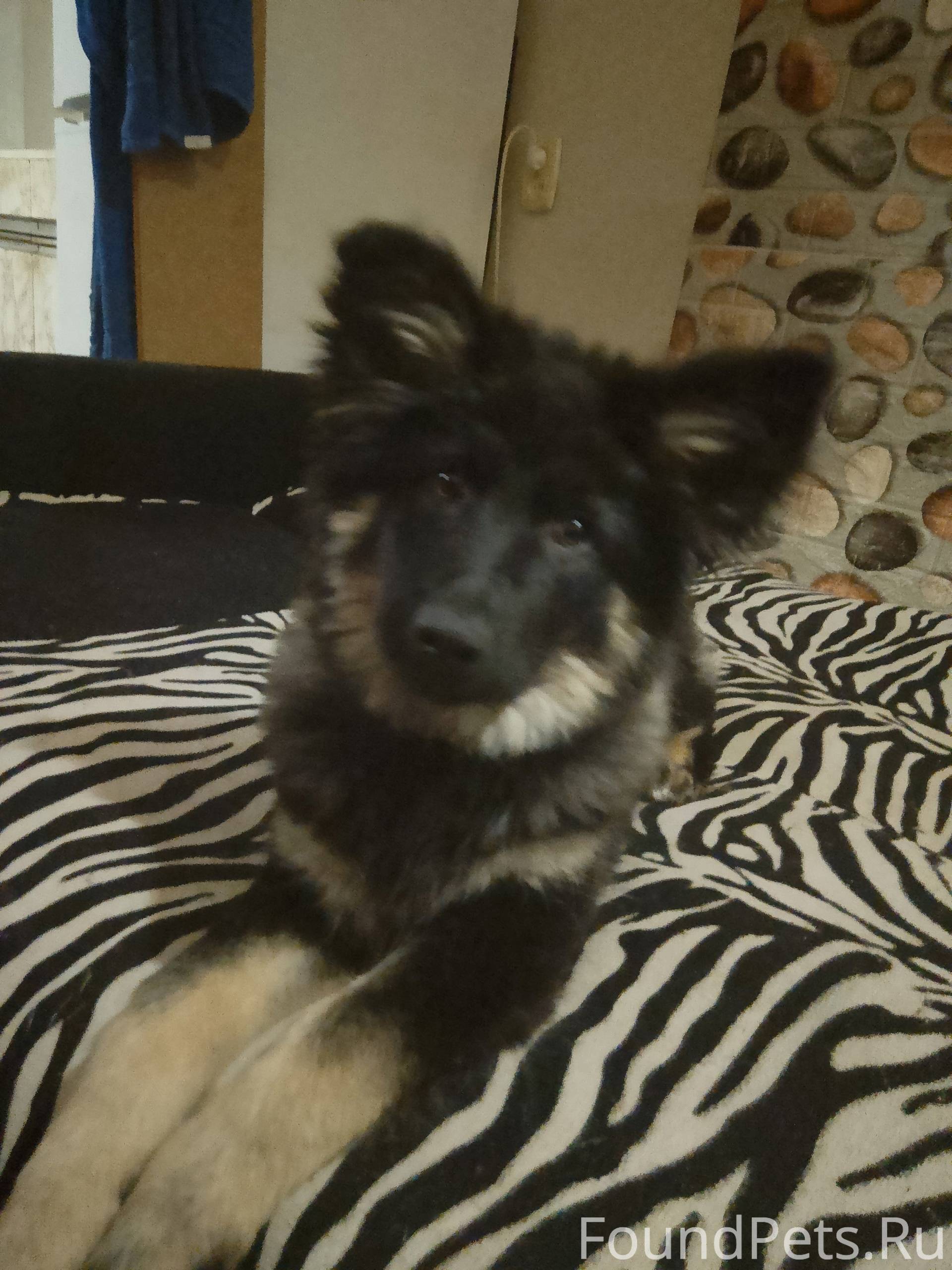 Мурманск. Пропала собака https...