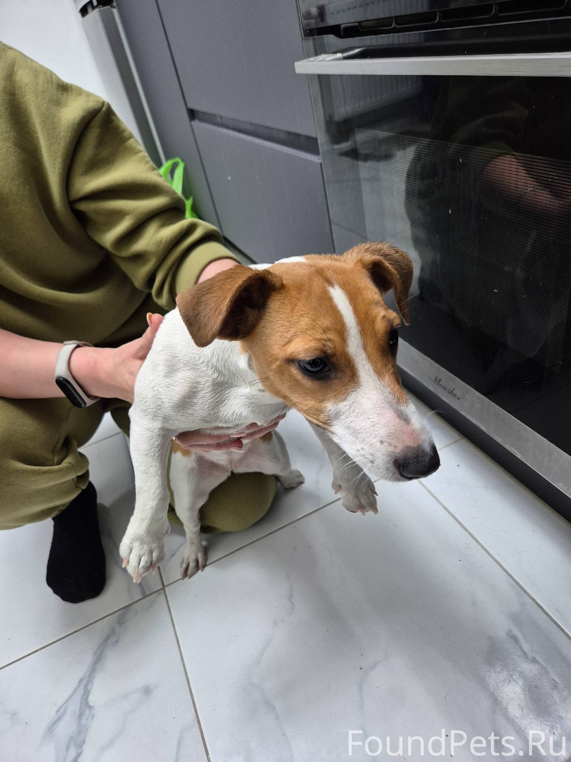 Найдена собака. В районе улицы...