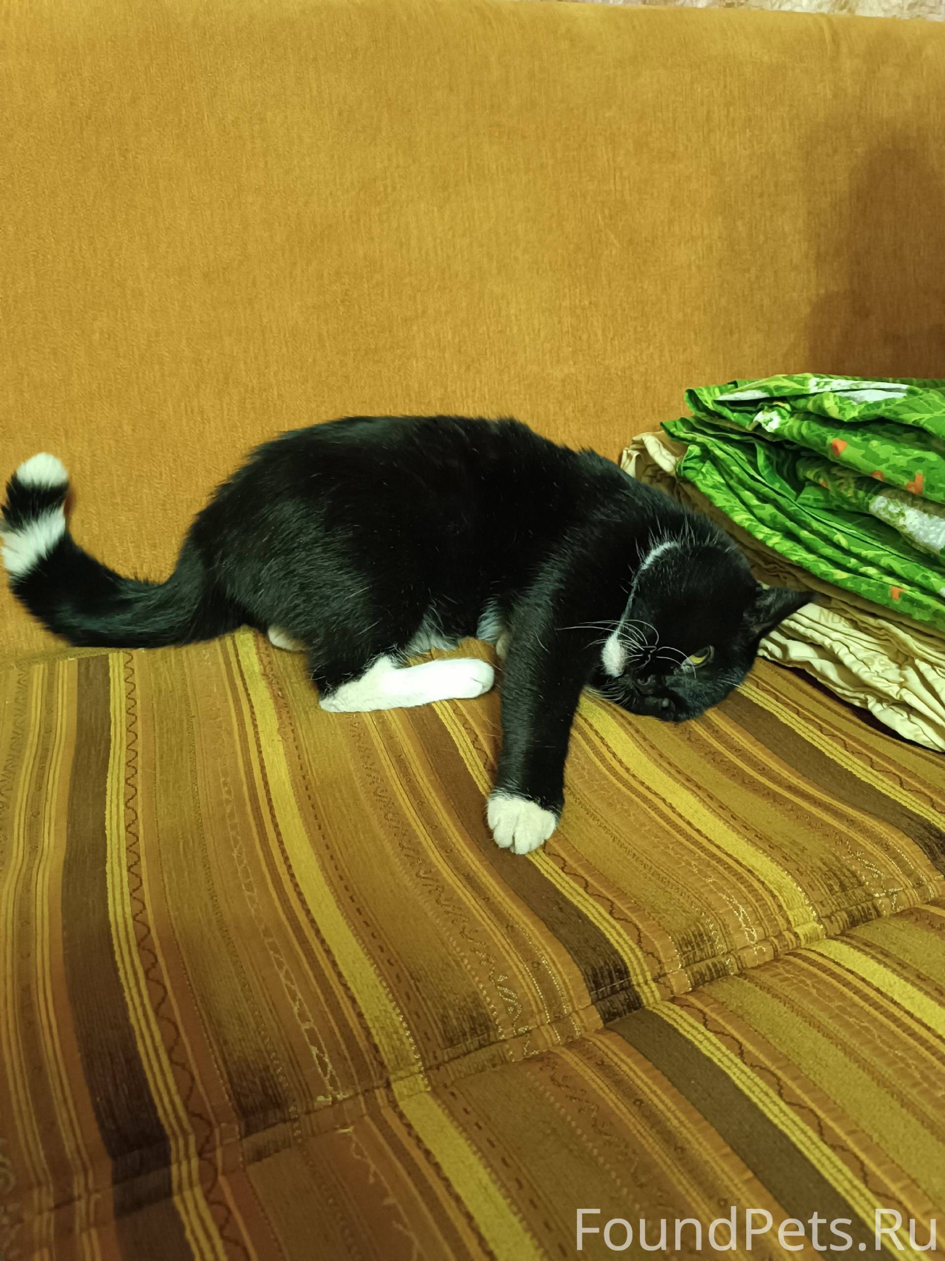 Найдена кошка, Карла Маркса 80...