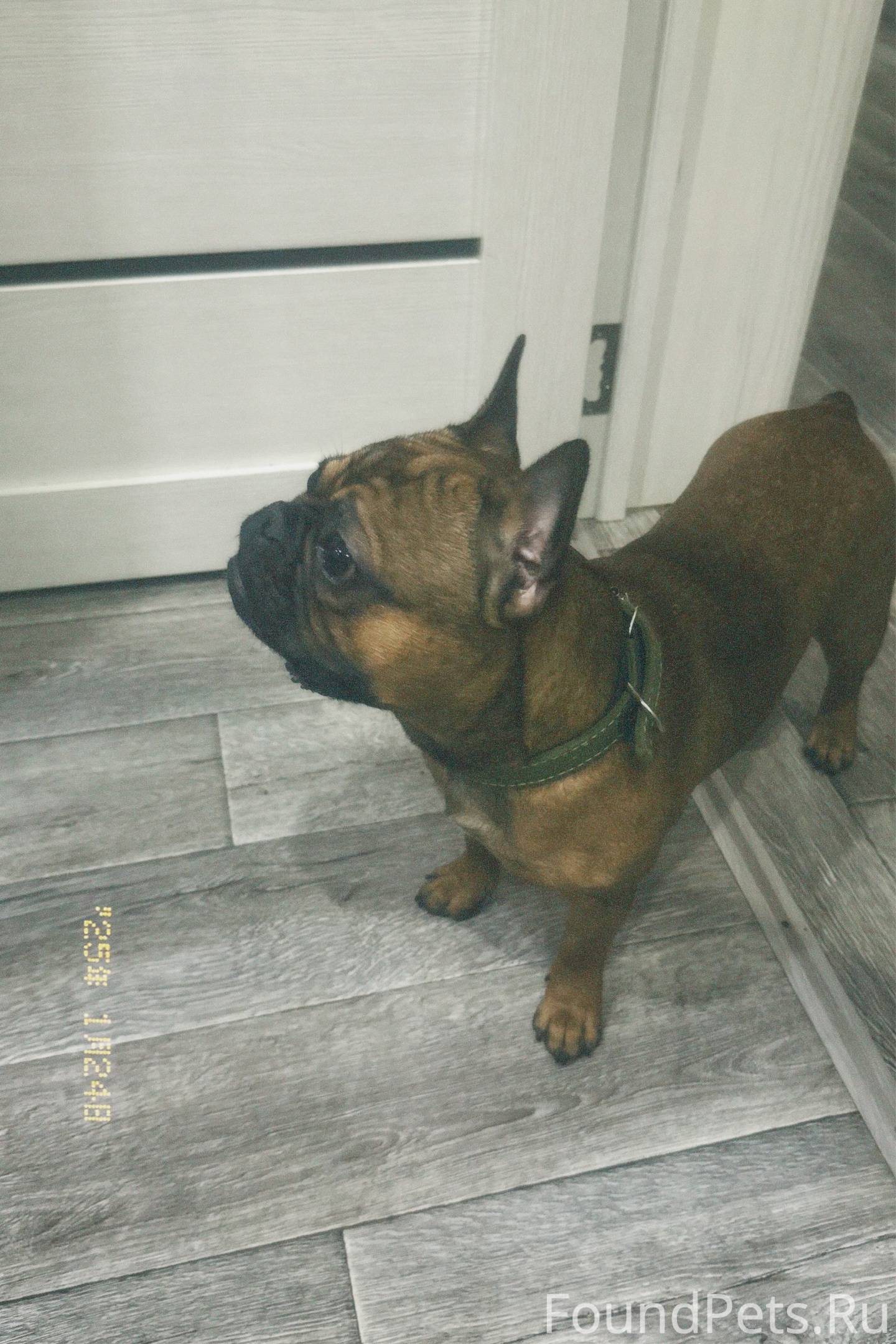 Убежала собака французский бул...