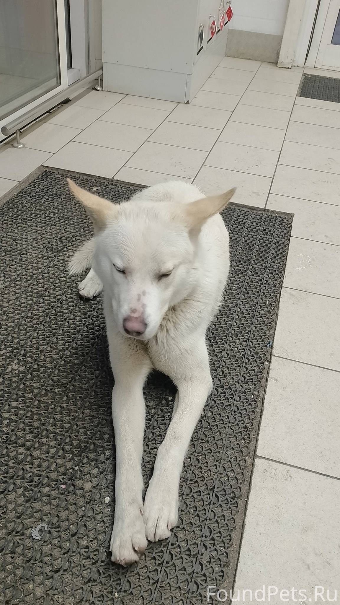 Кто потерял собаку? Ждёт вас в...