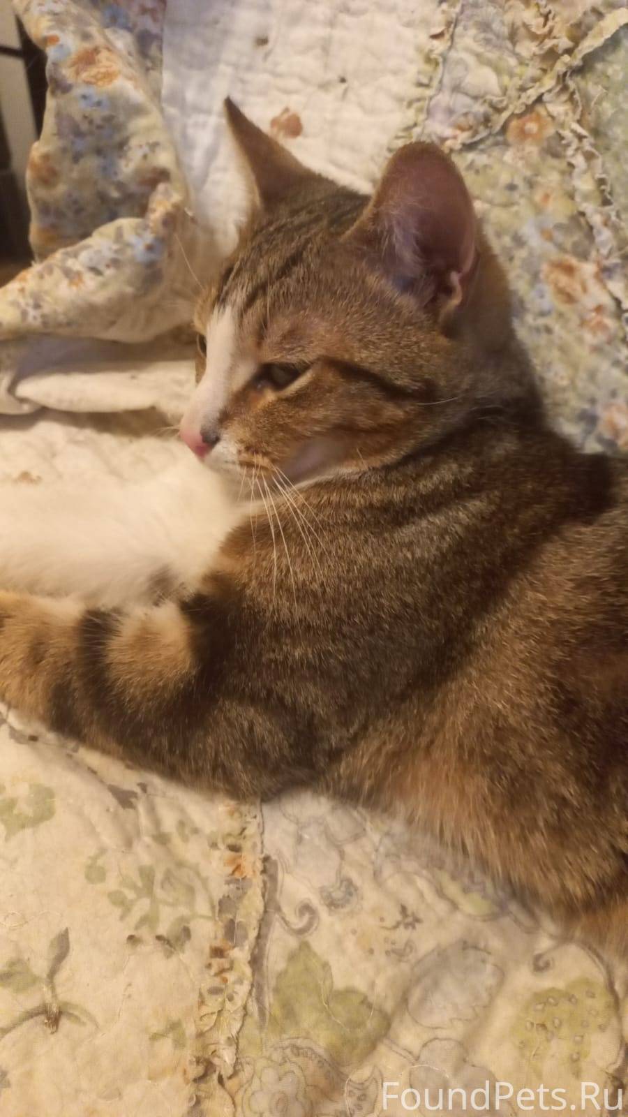 Замечательный котик ищет надёж...