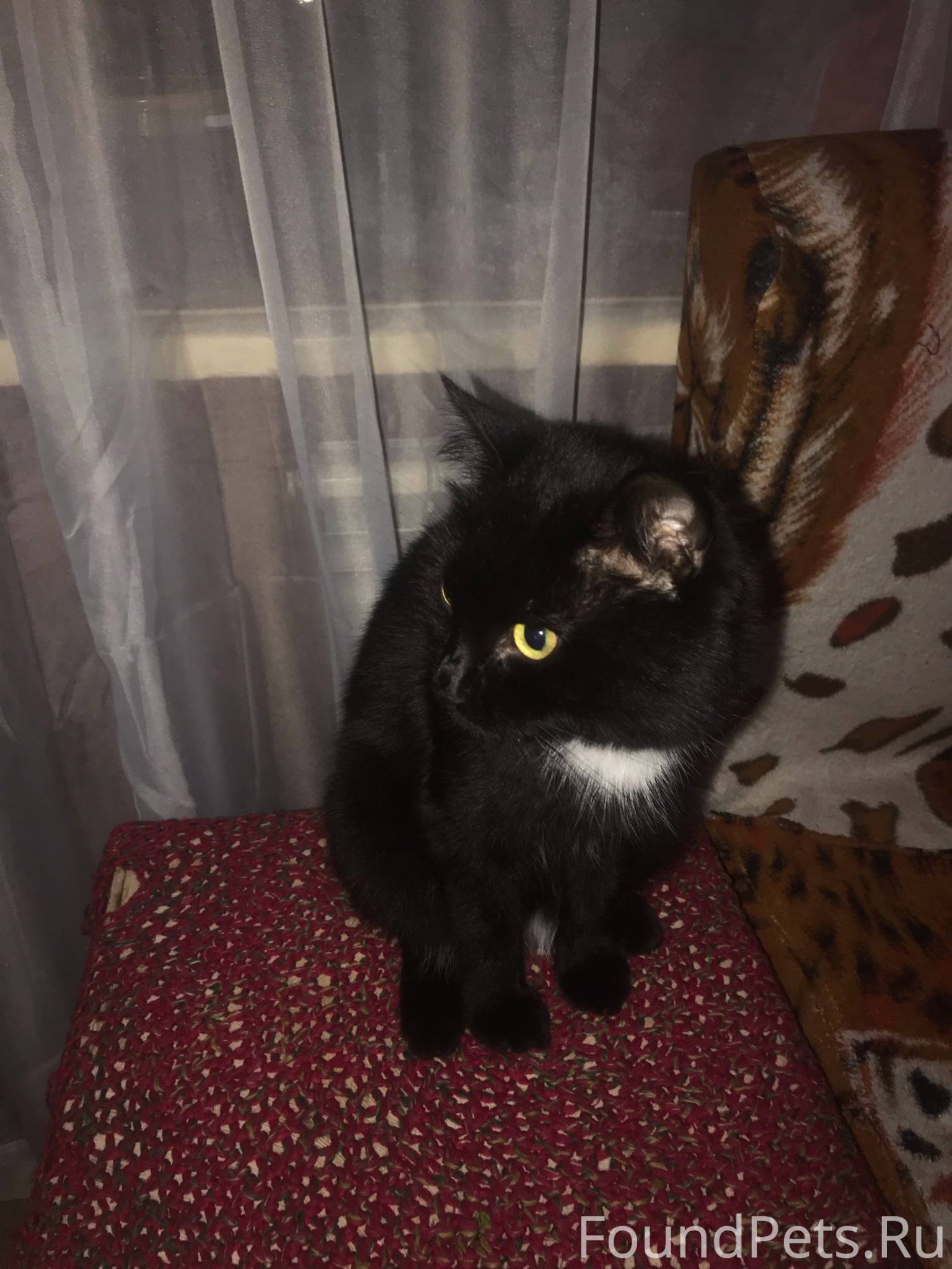 #ПропалаКошка@poterashkamag Пр...