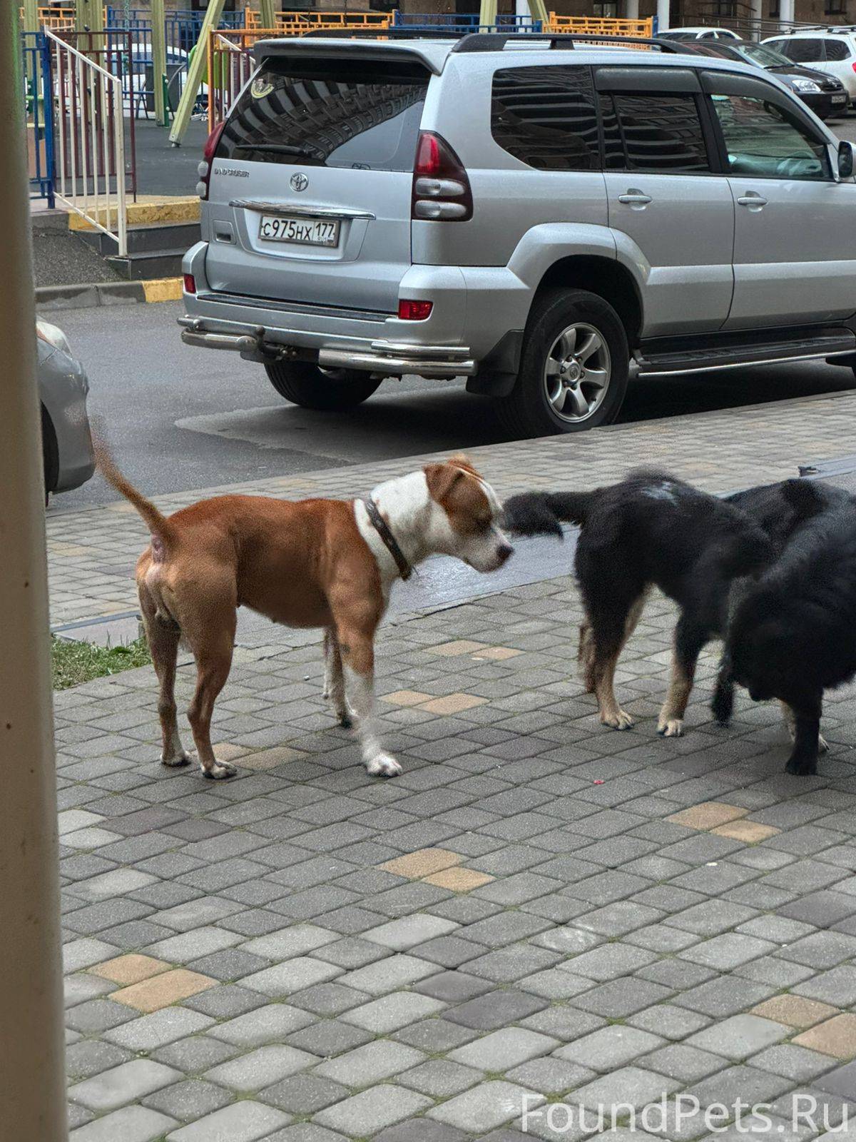 Найден стаффордширский терьер (мальчик) 