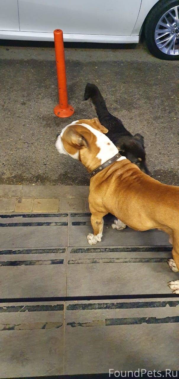 Найден стаффордширский терьер (мальчик) 