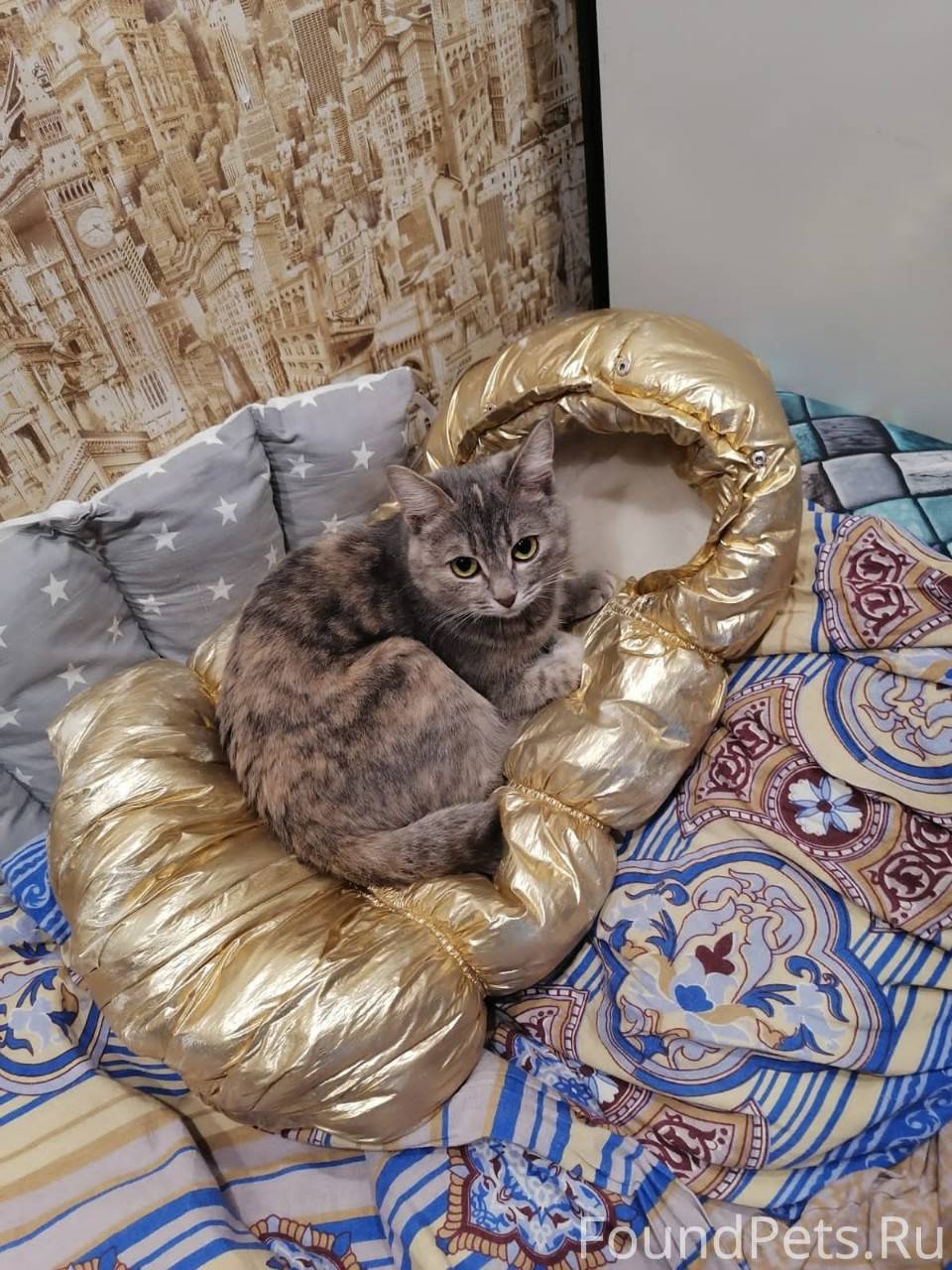 Здравствуйте,пропала кошка в ц...