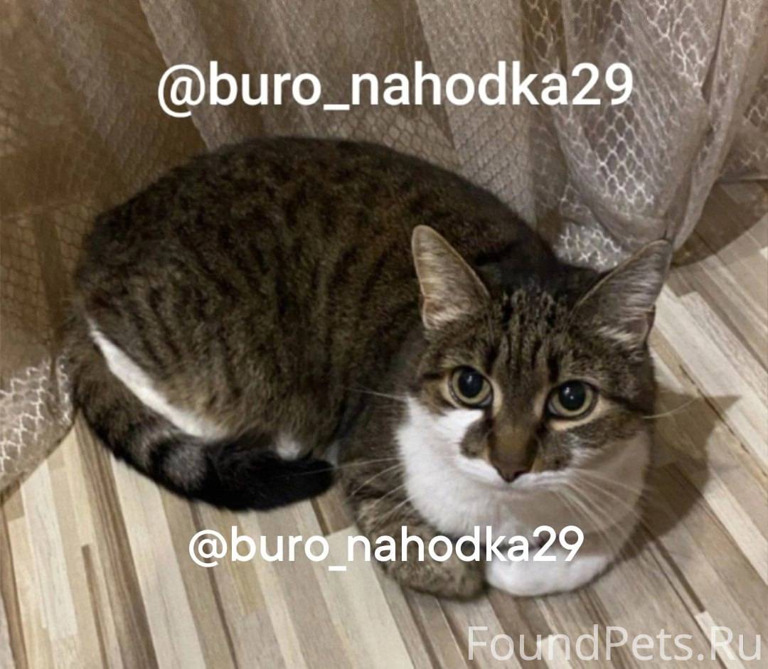 Пропала кошка! Район Соломбала...