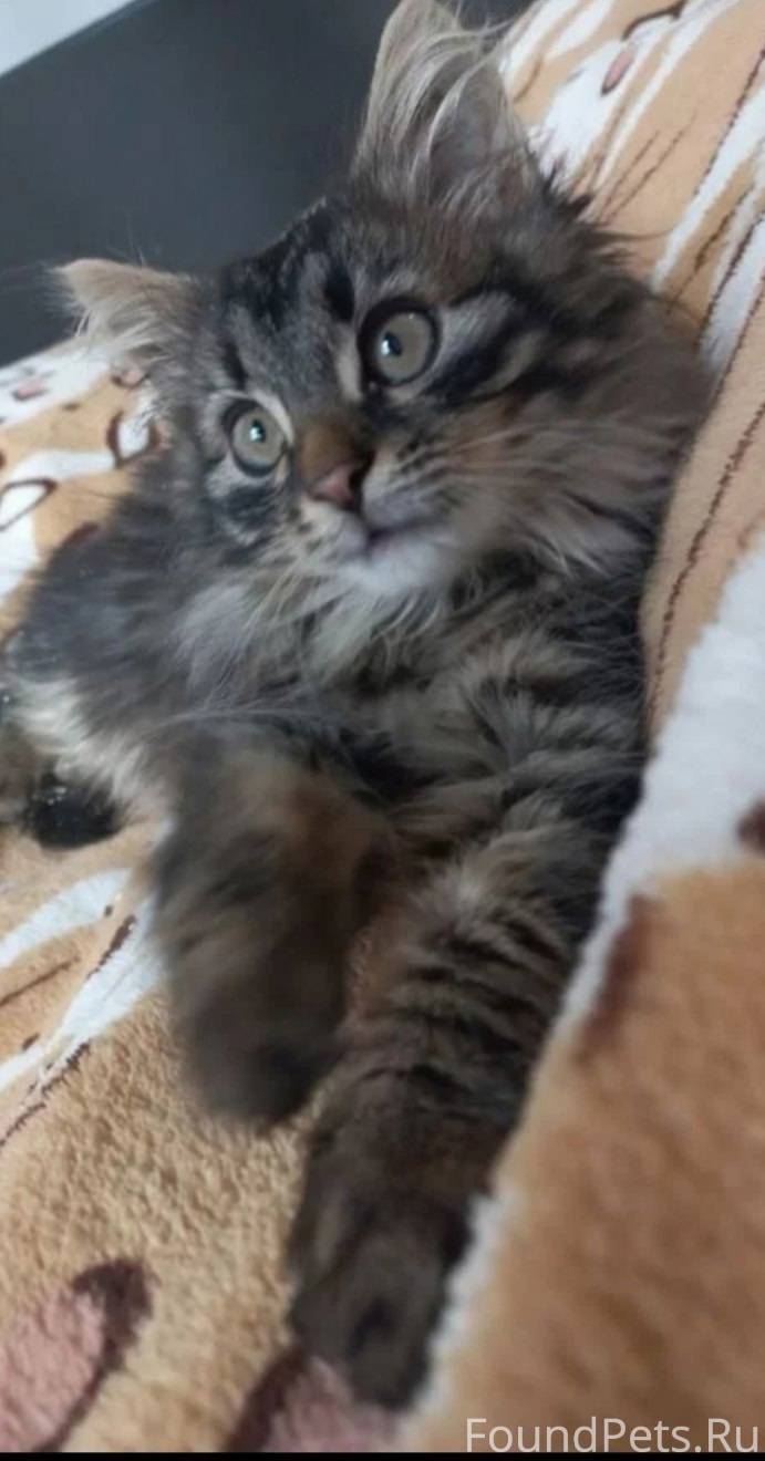 Пропал котёнок,убежал из дома ...