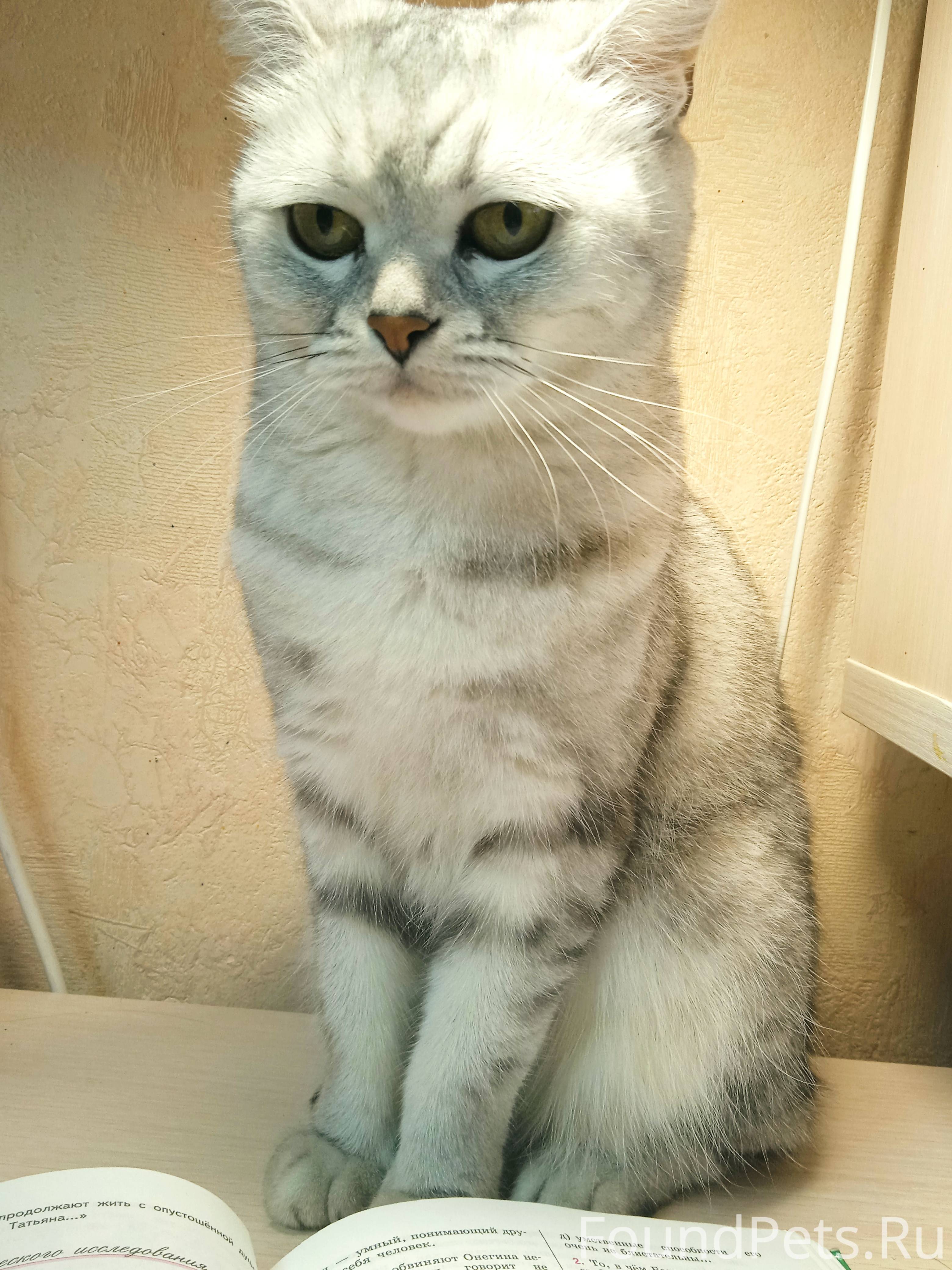 Пропала шотландская кошка на шкатова