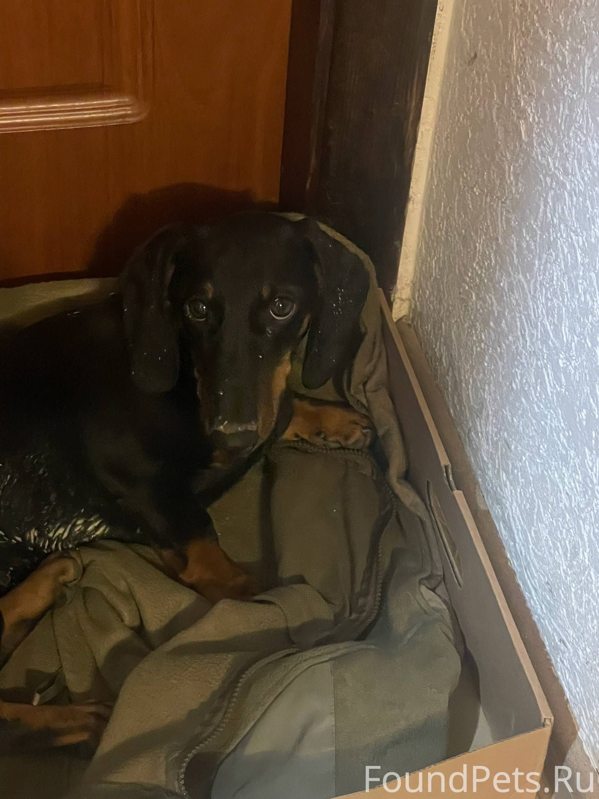 Найдена собака ,породы такса(с...