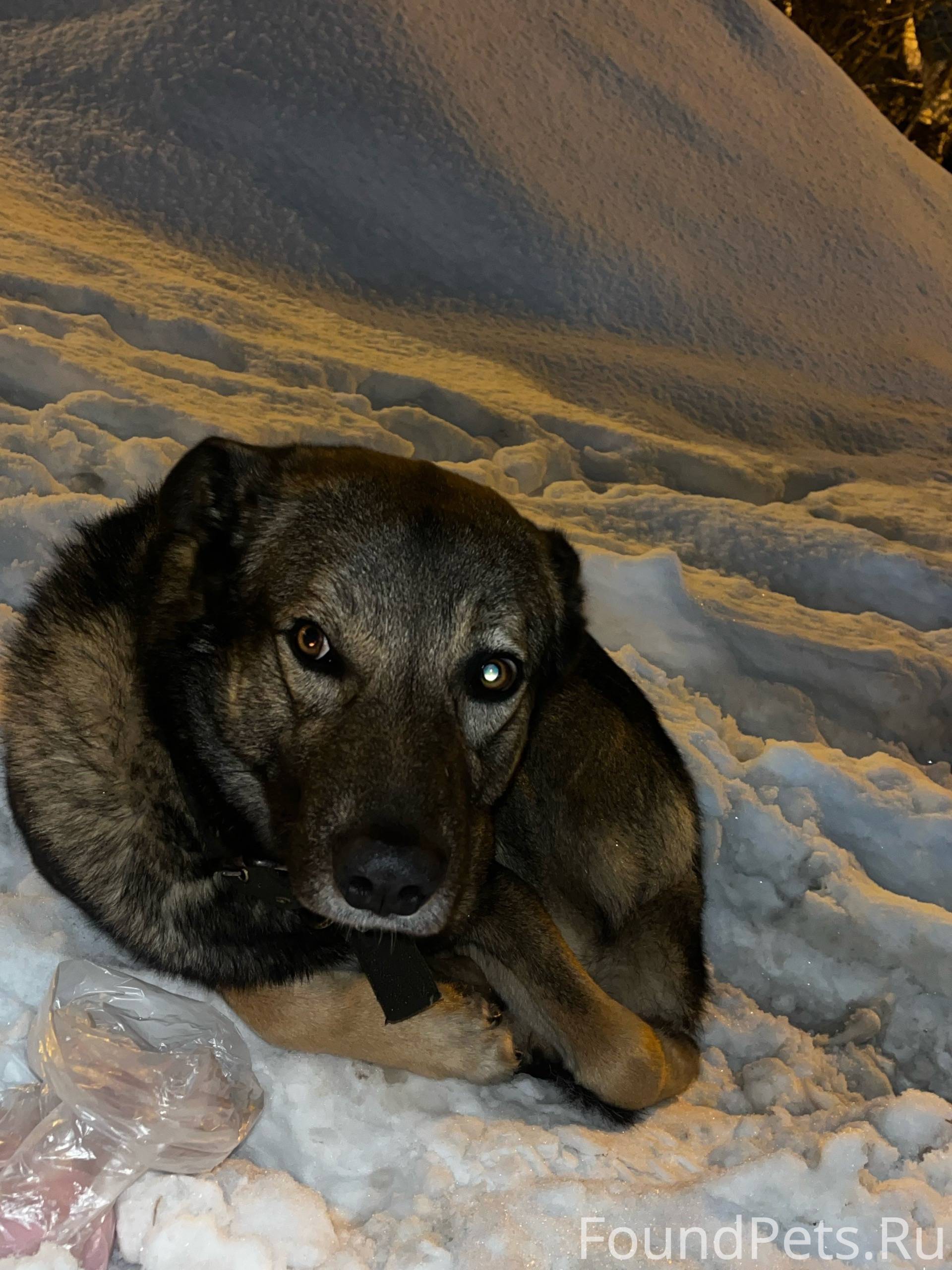 Потерялась собака, видно домаш...