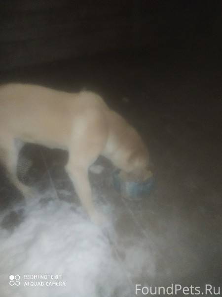 Потерялась собака