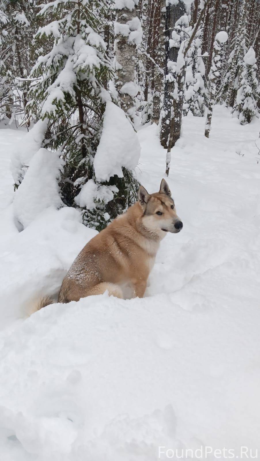 Пропал пёс. В районе 2-ой...