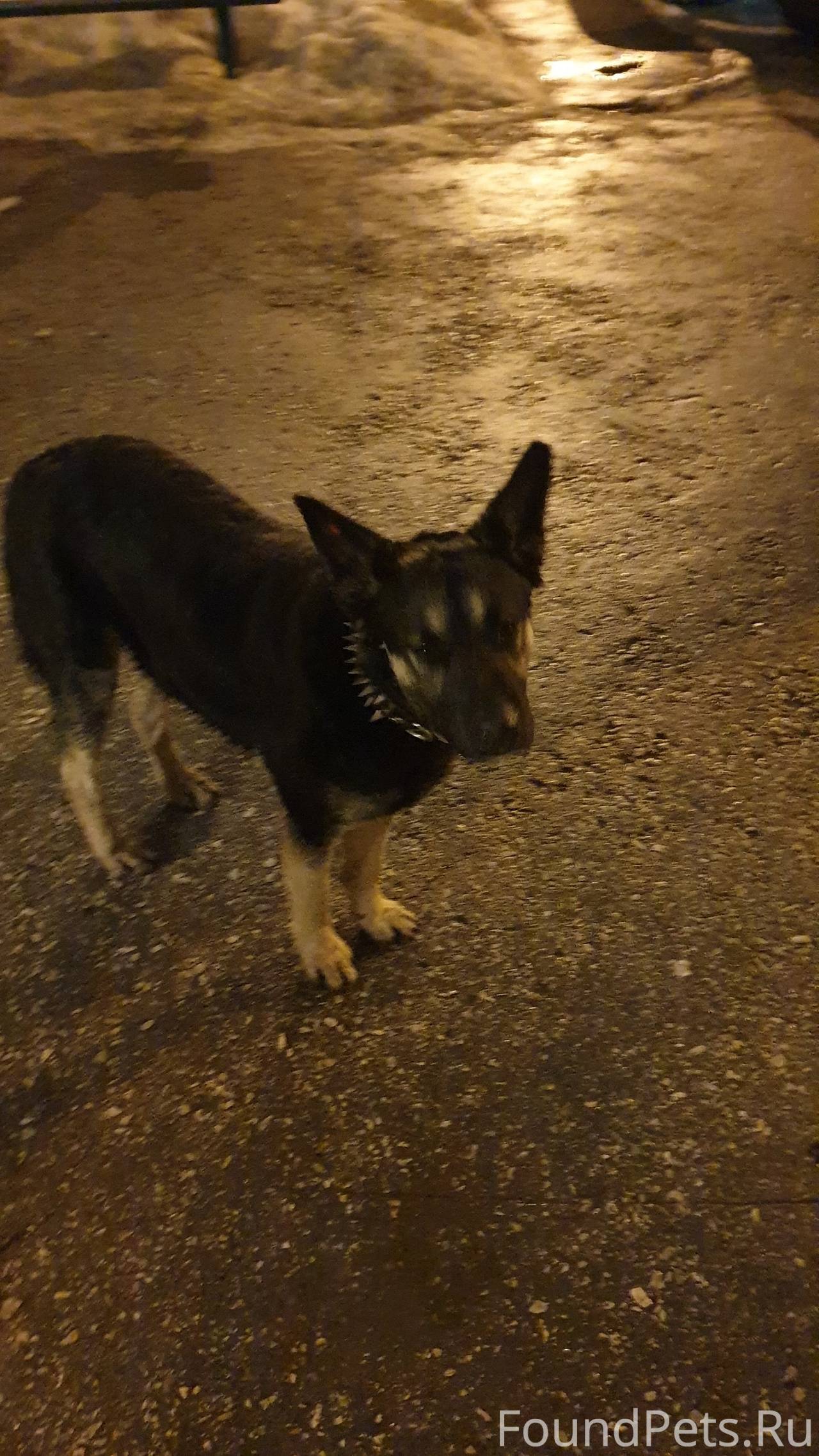 Бегает потерялась? собака в ра...