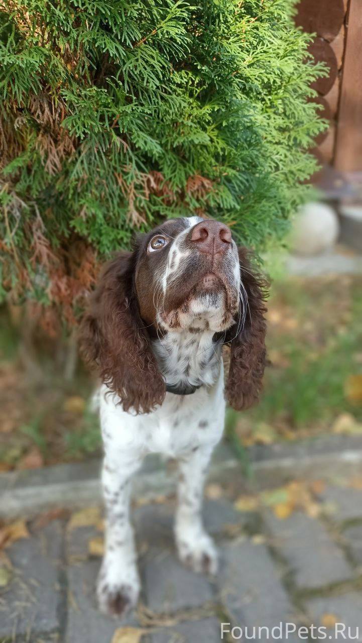 Пропала собака!! Порода русски...