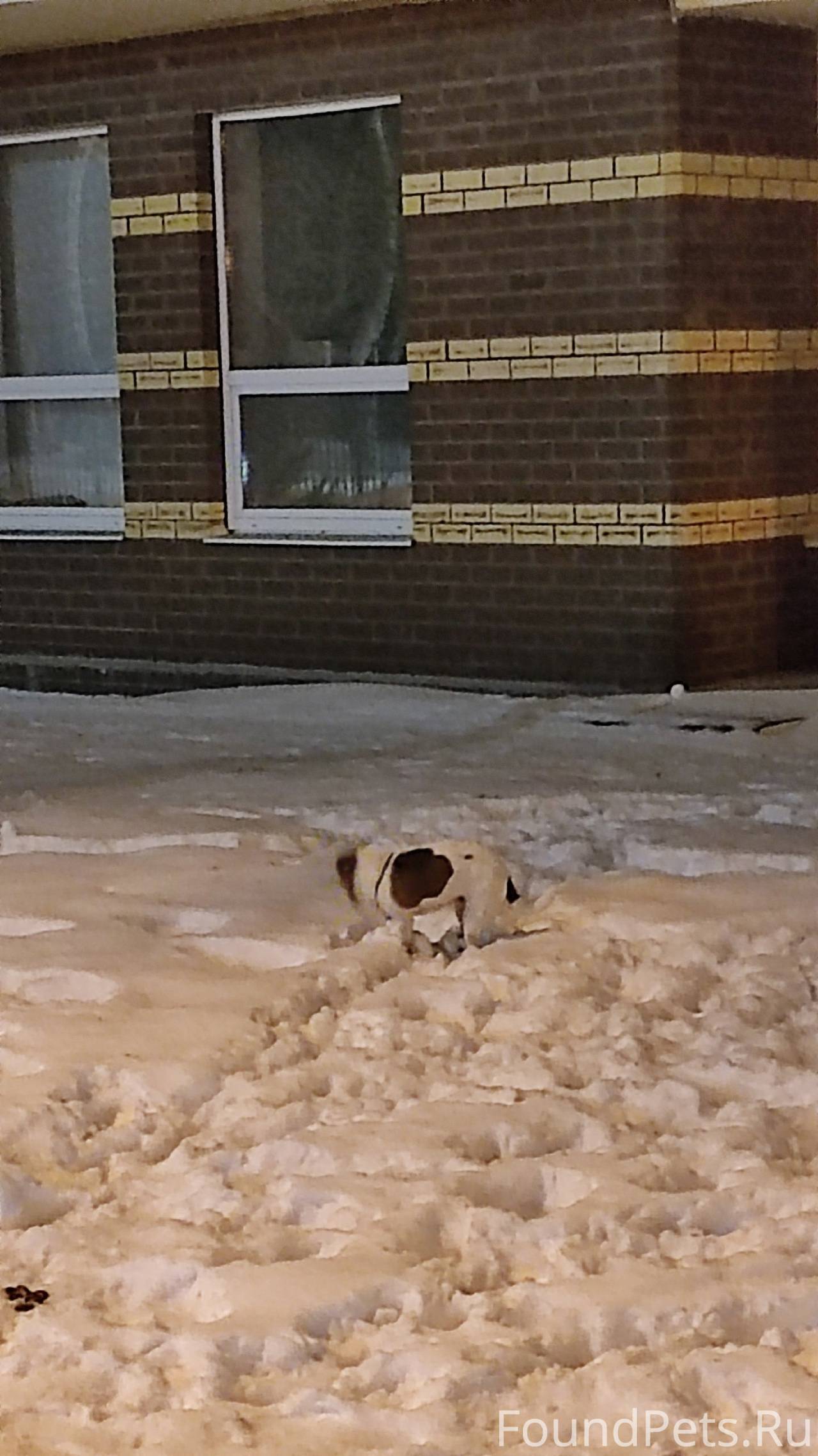 На Хабаровской 56 бегает джекр...