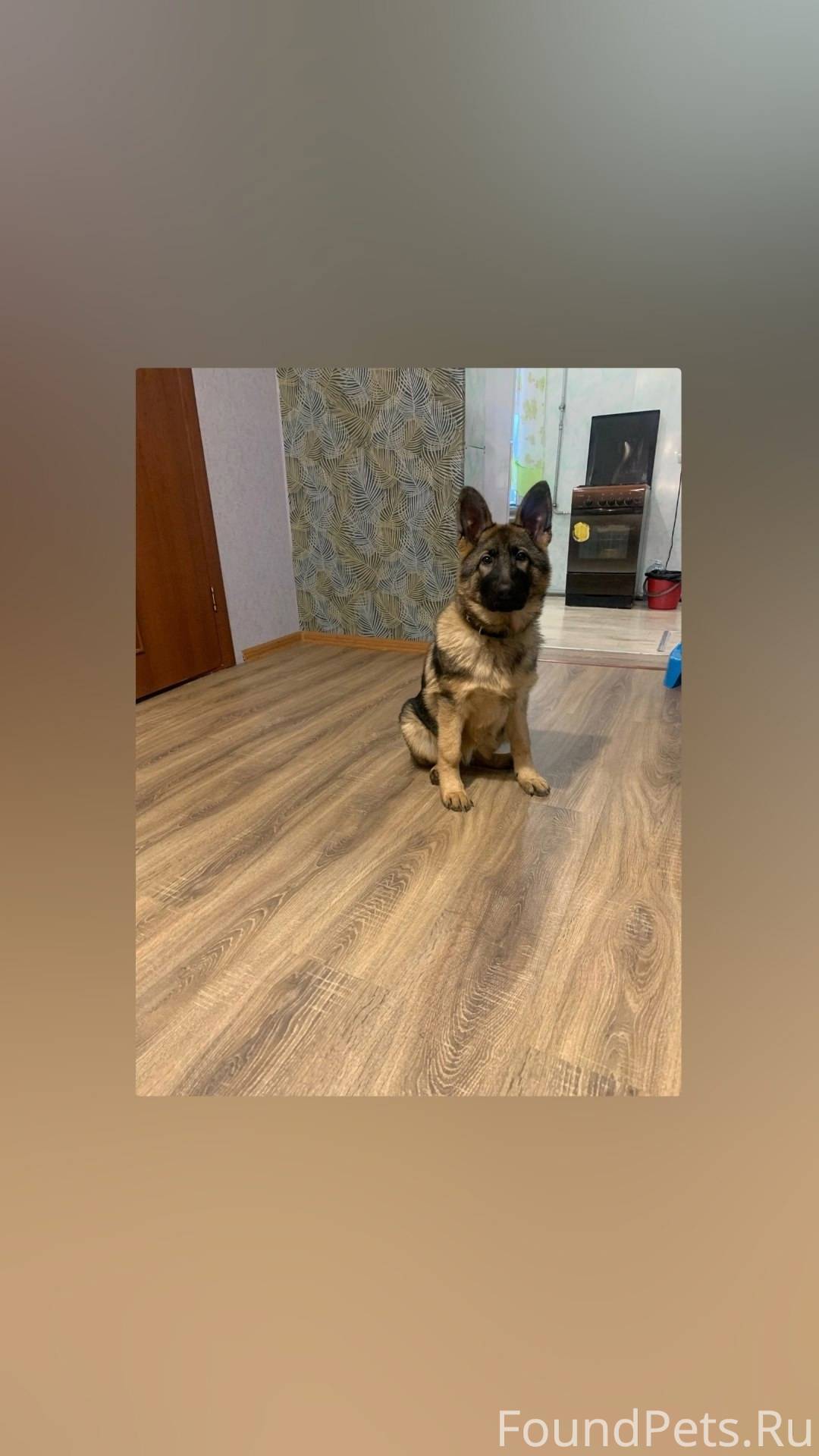 Убежала собака! Пожалуйста есл...