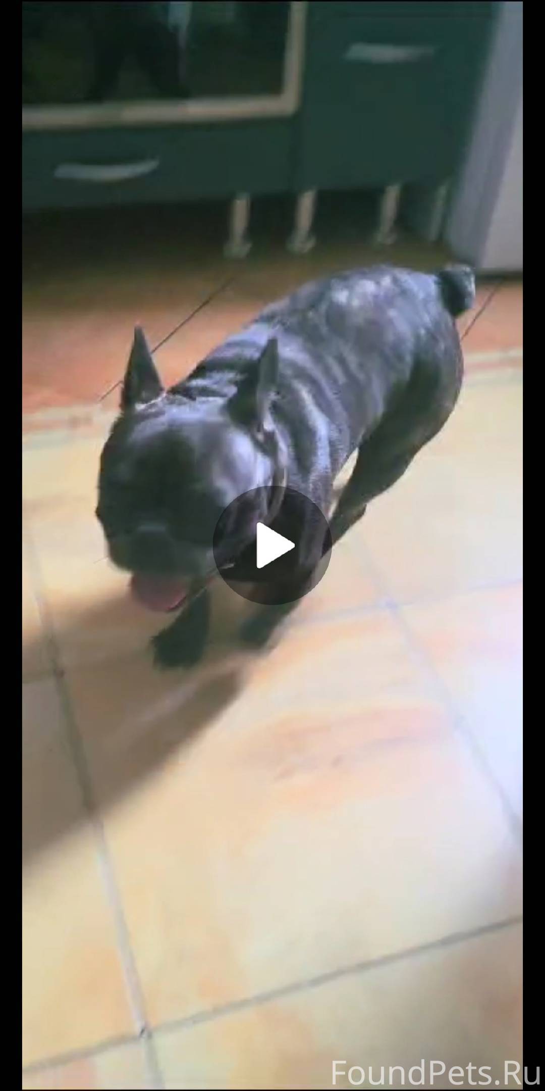 Пушкин! Найден кобель французс...