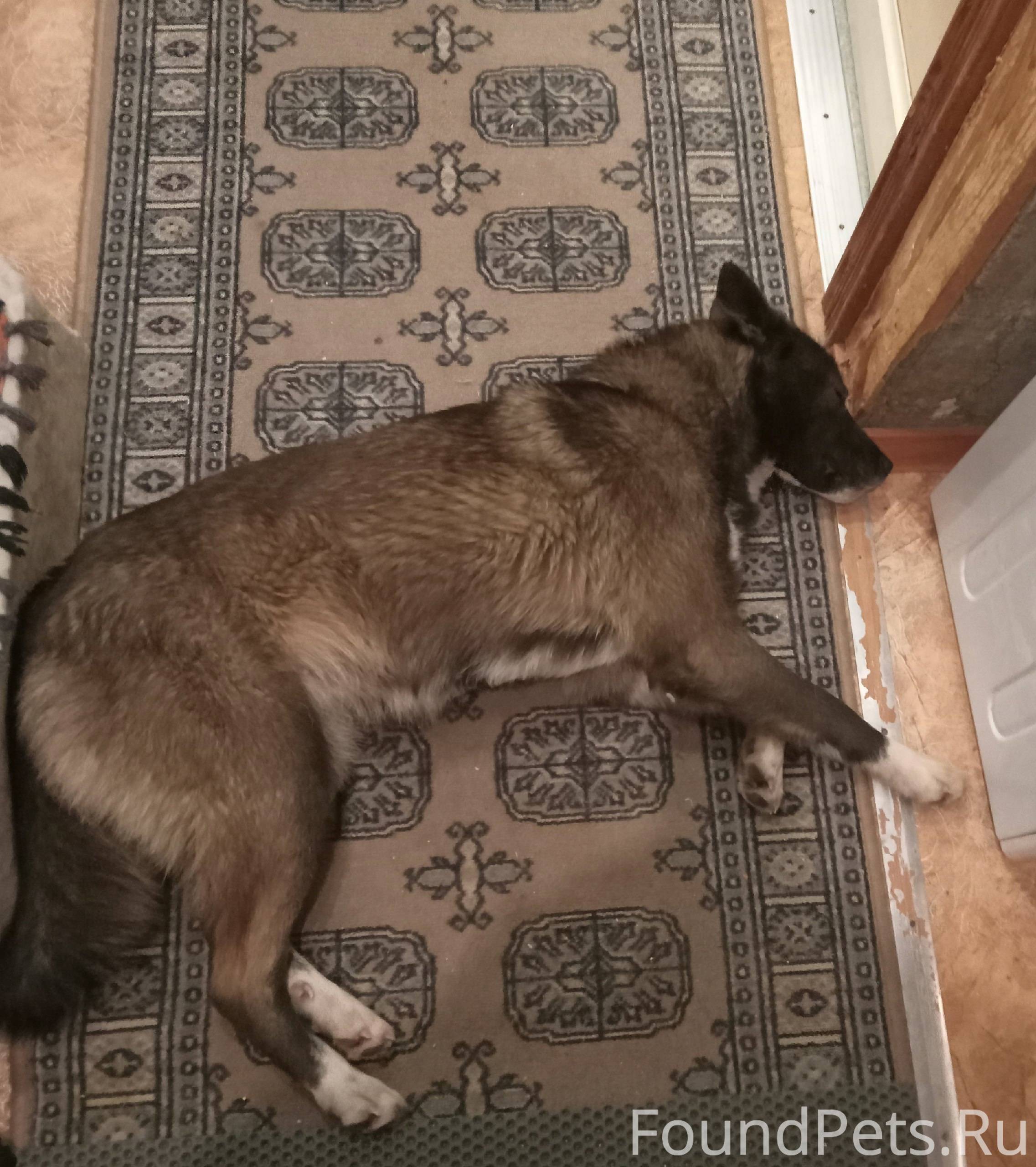 Найдена собака, лайка, молодая...