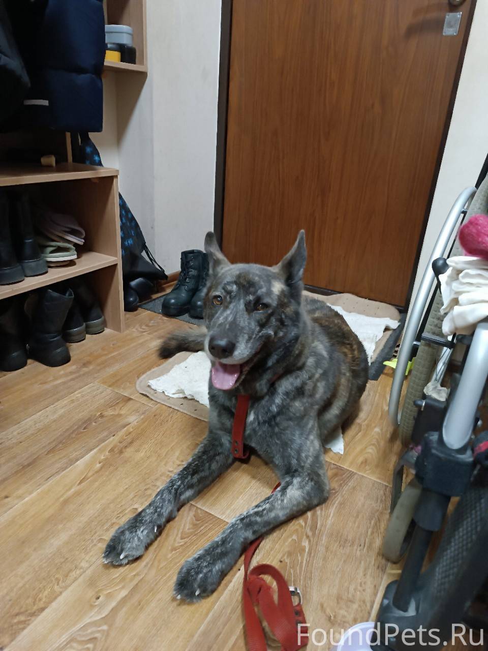 Срочно!!!!!! Нашли потеряшку. ...