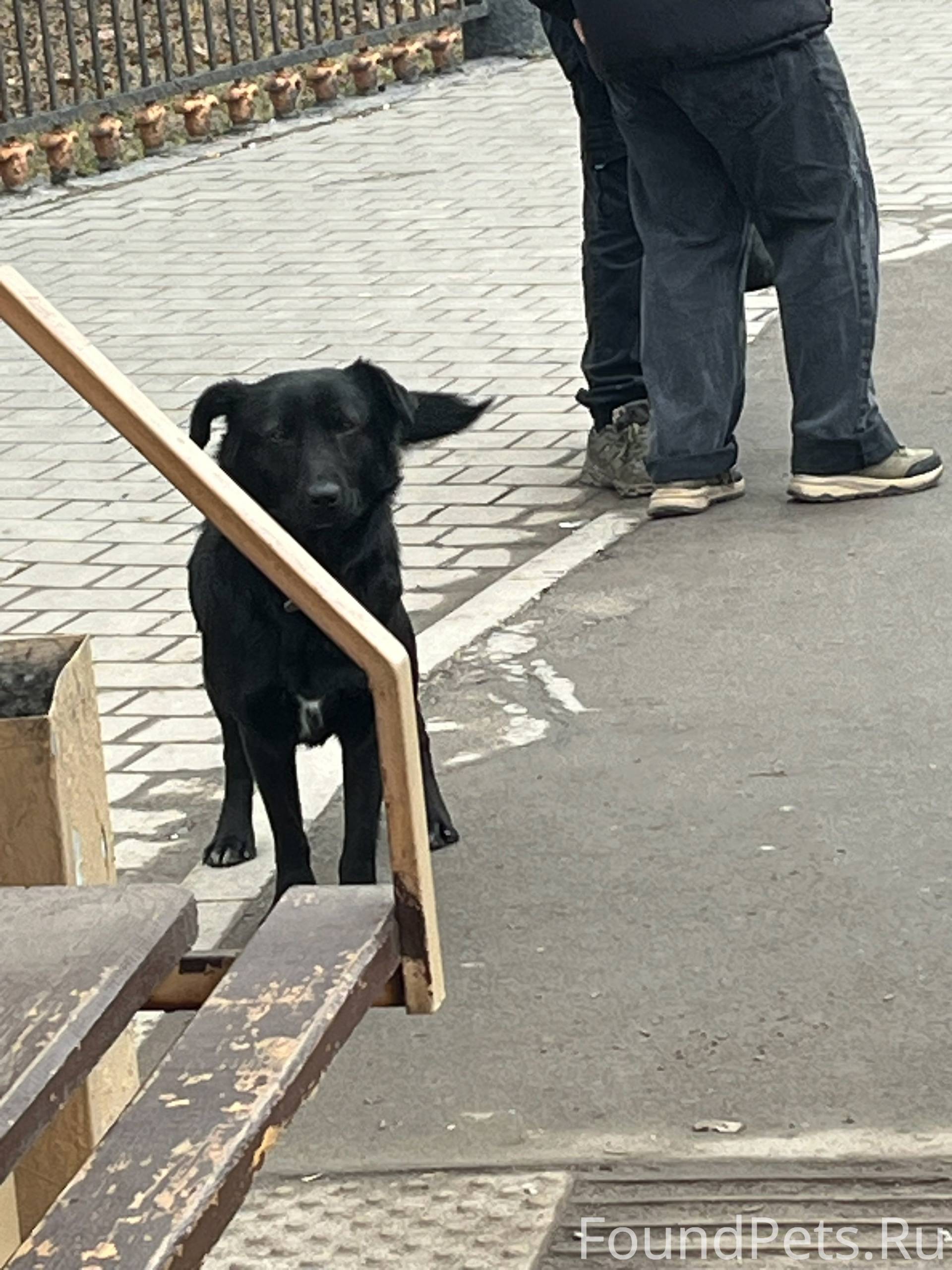 Собака на улице октябрьская 20...