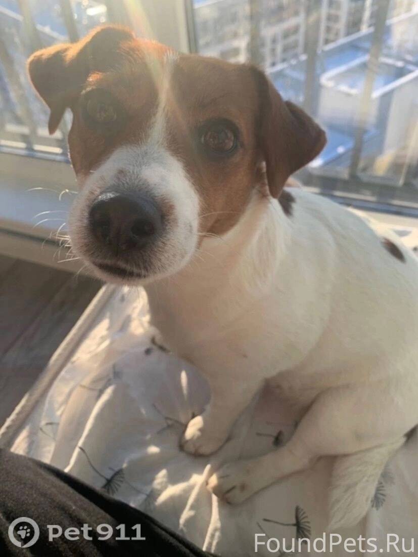 Пропала собака! Пожалуйста, ма...