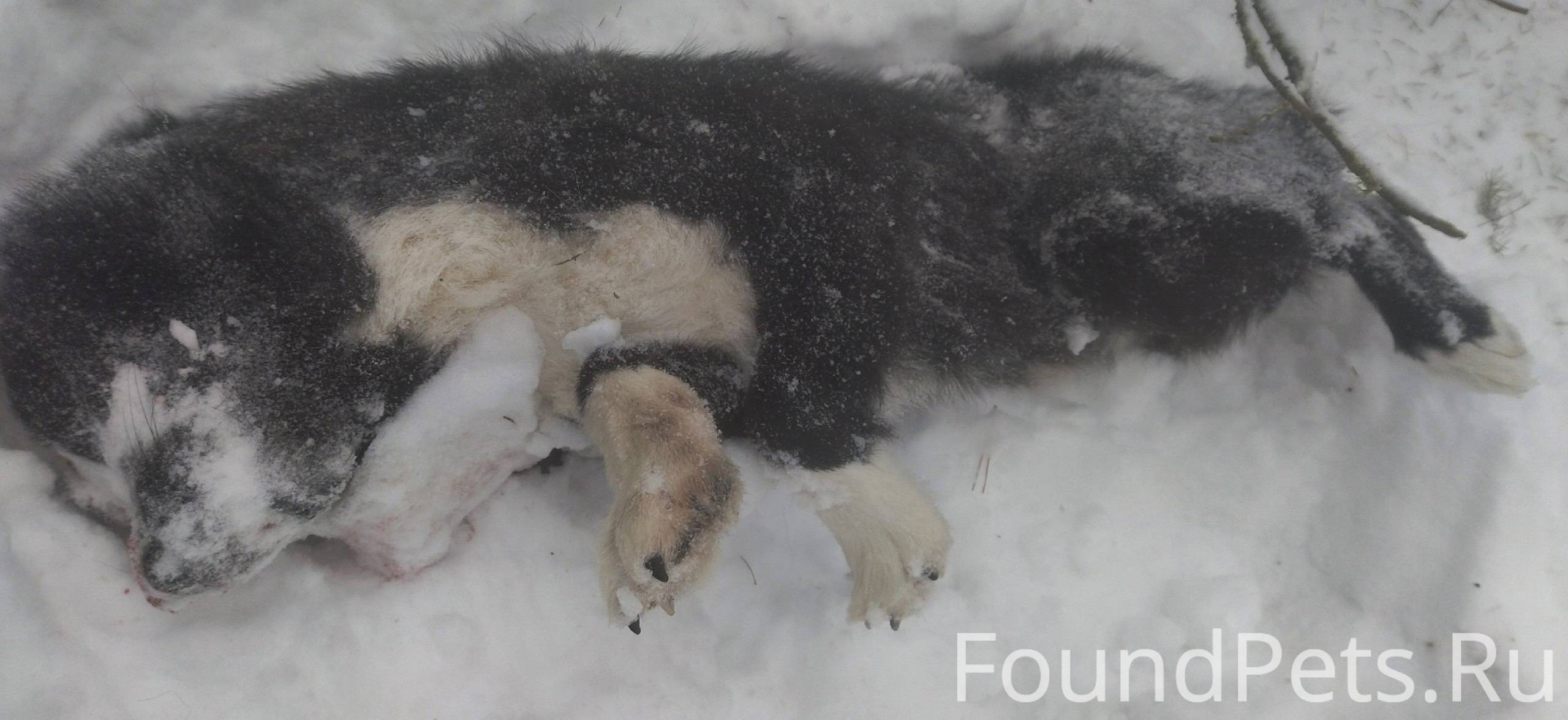 Найдена собака в лесу, похожая...