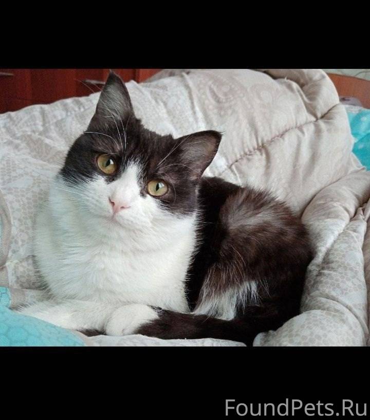 Пропал кот, зовут Бублик Окрас...