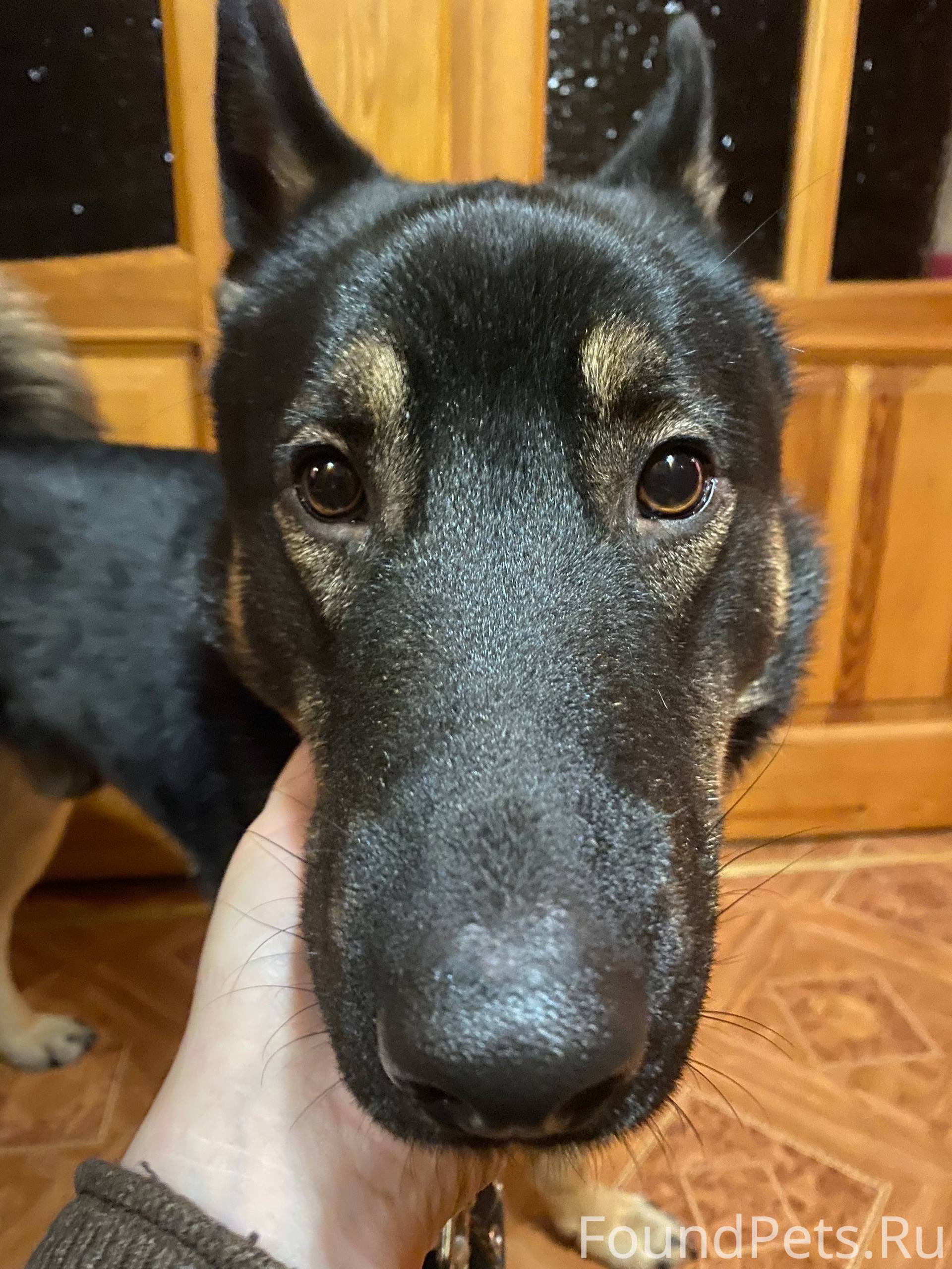 Хозяин не найден. Приюты не бе...