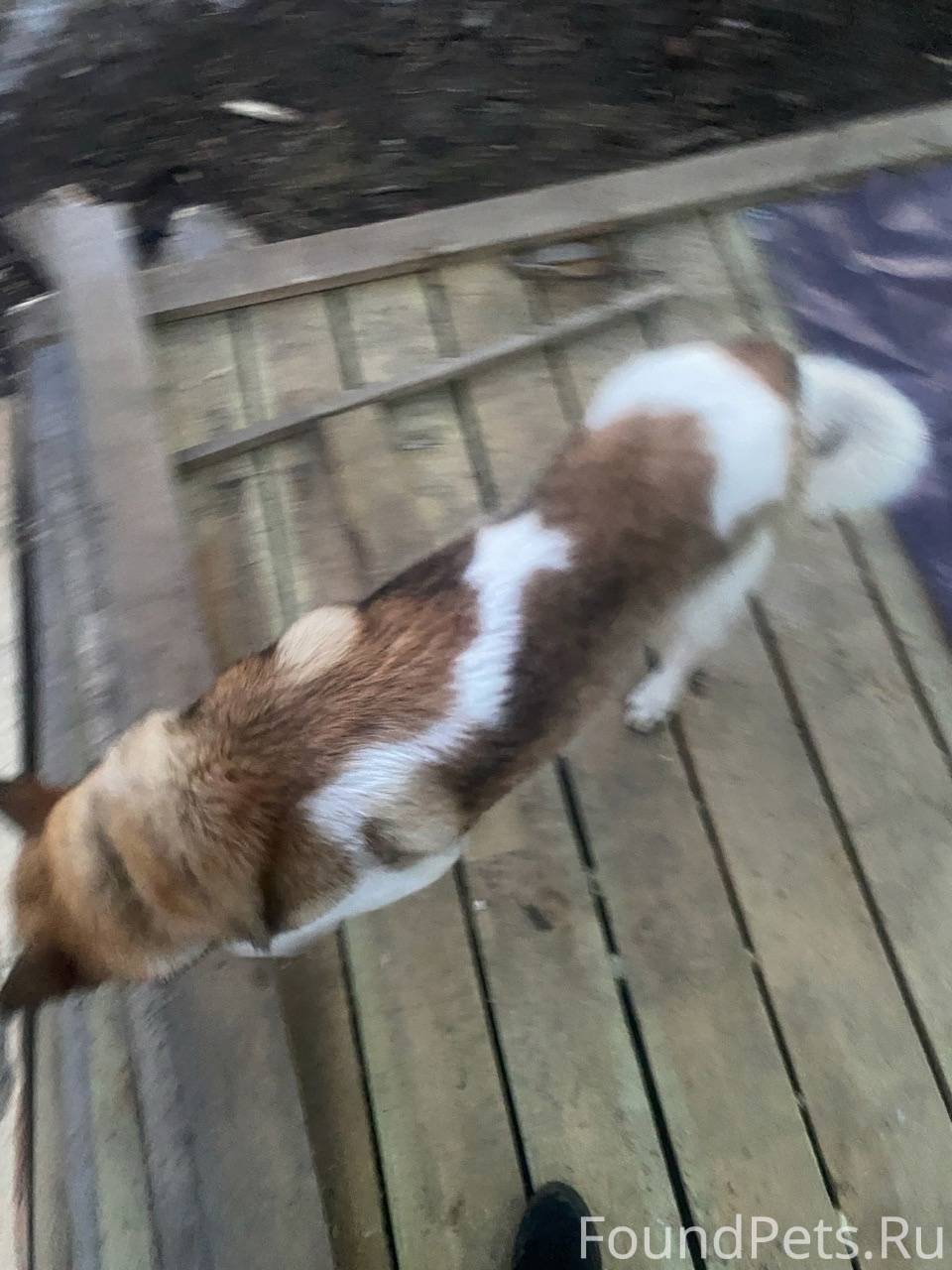 ❗❗Поиск собаки. Ревда У подпис...