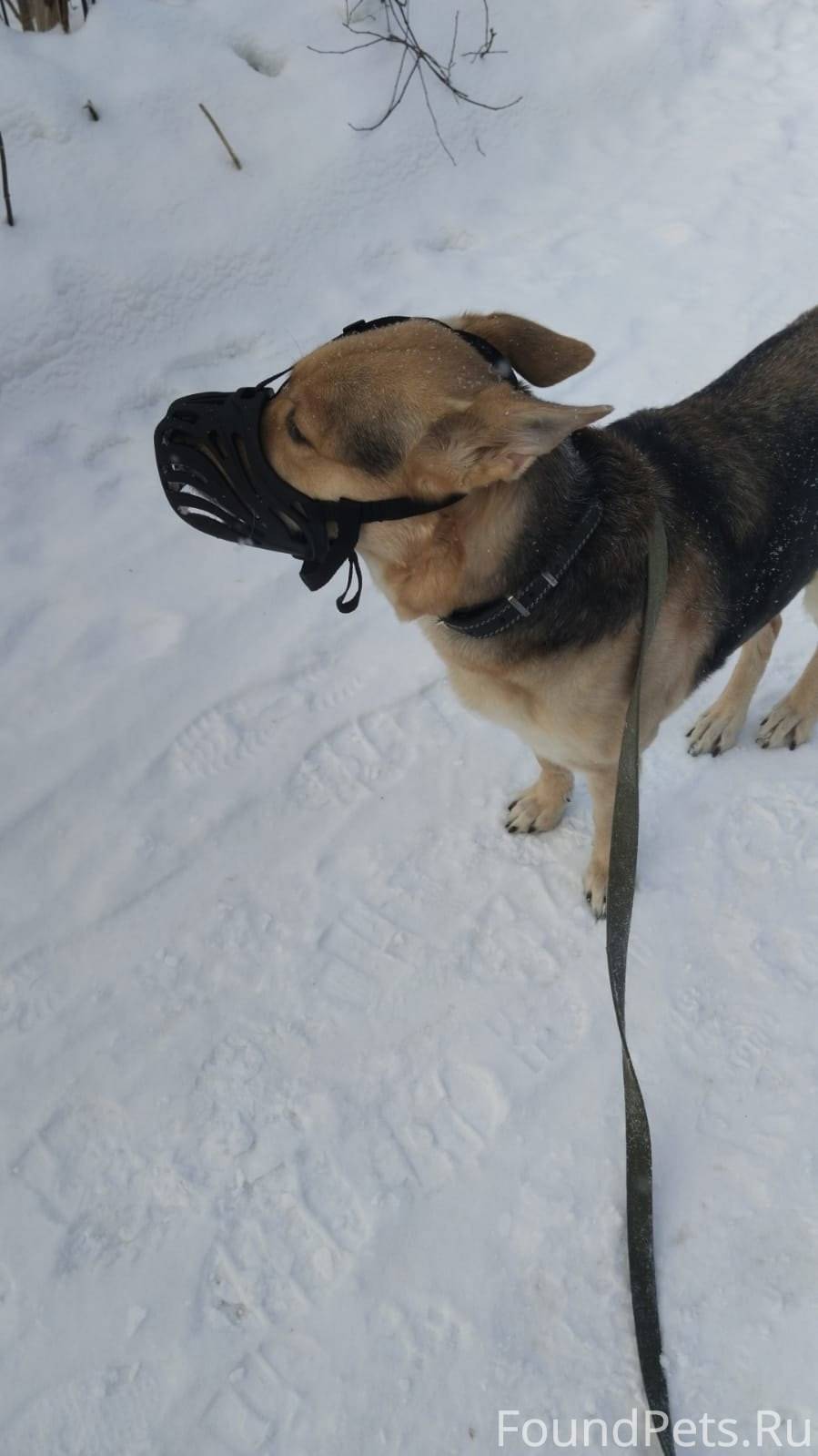 Потерялась собака по кличке Бо...