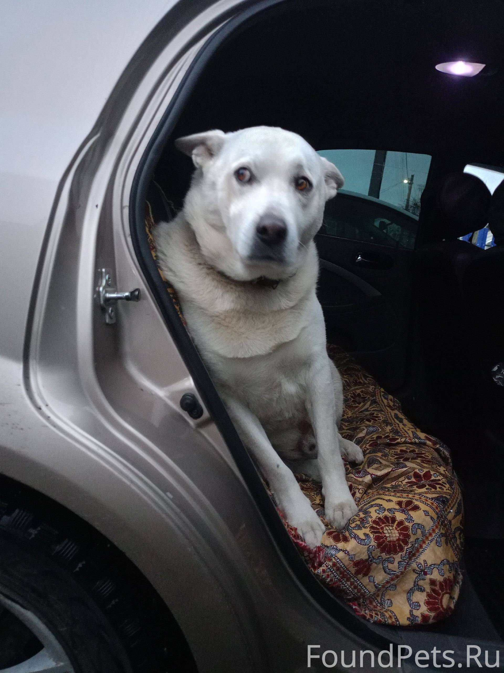 Доброго дня пропала собака кто...