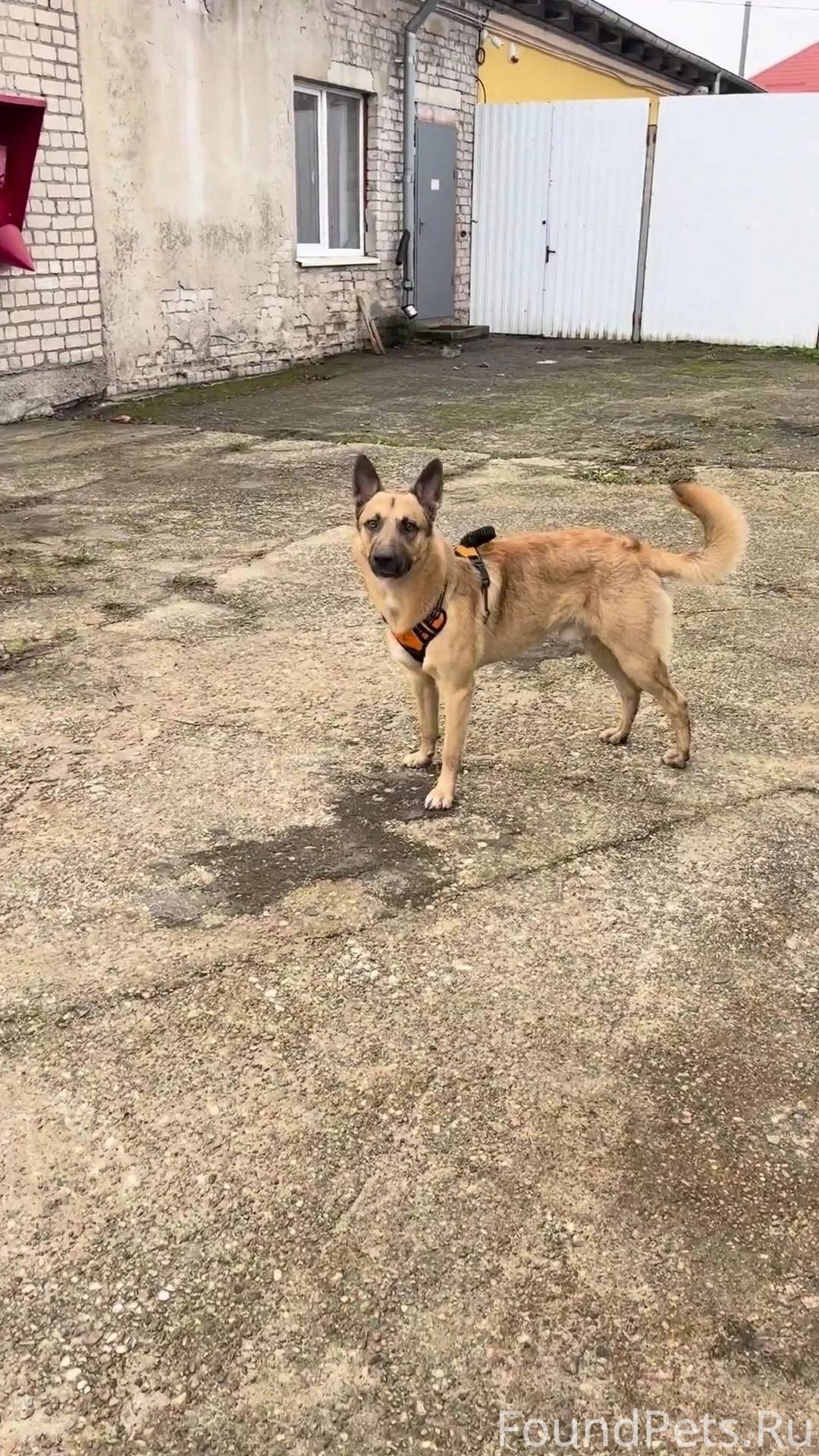 Пропала собака! Ориентир пр.По...