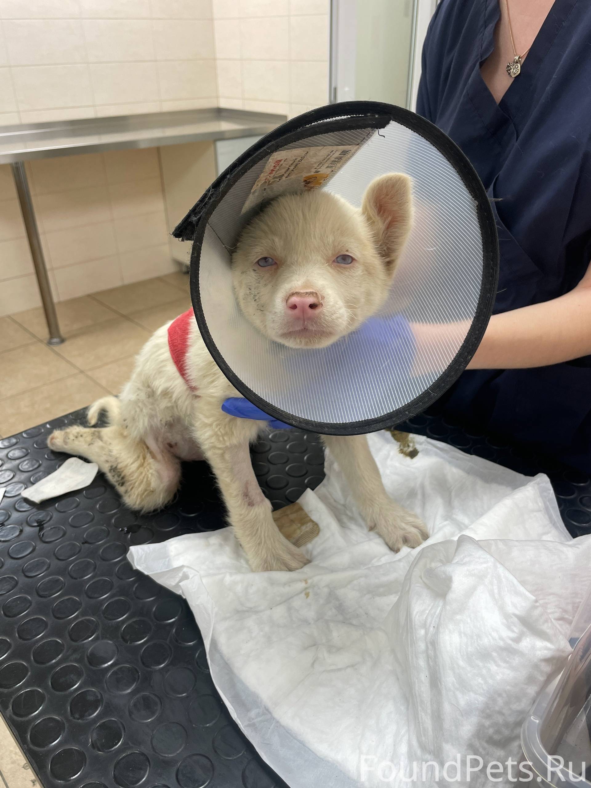 Щенок-спинальник Белок ищет ку...