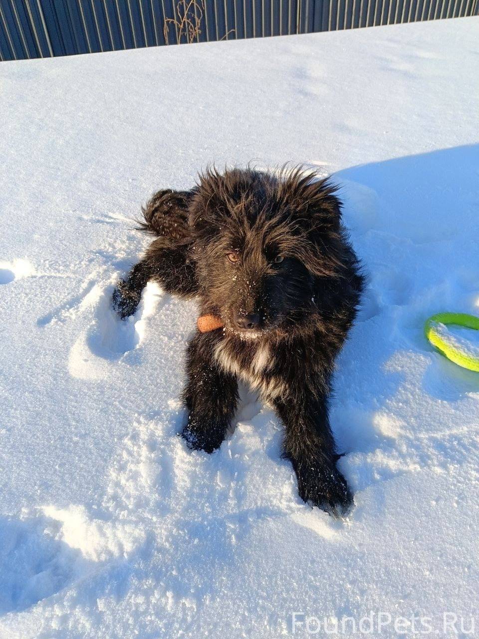 Пропал любимый пес у родителей...