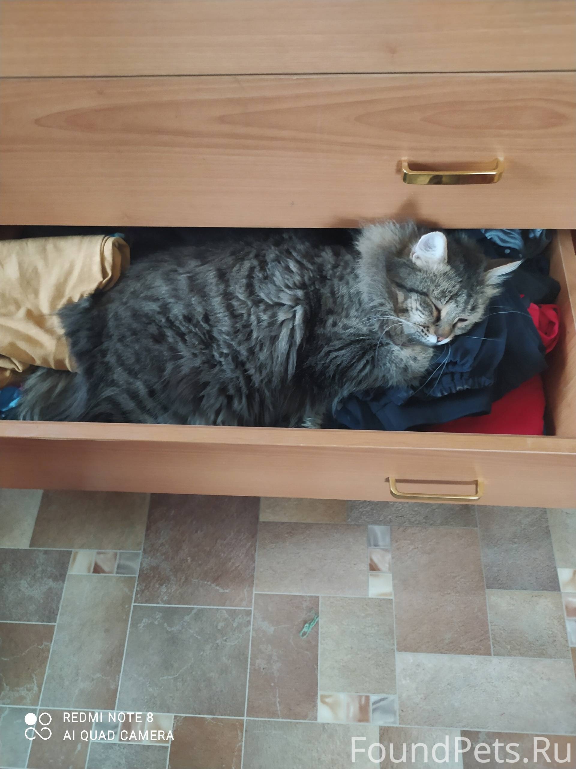 Пропал кот в районе ул. Набере...