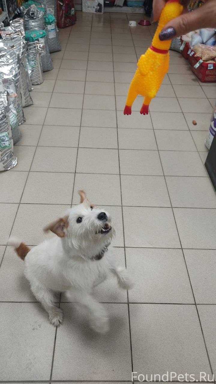 #Срочно#Саратов#Потеряшка#Хозя...