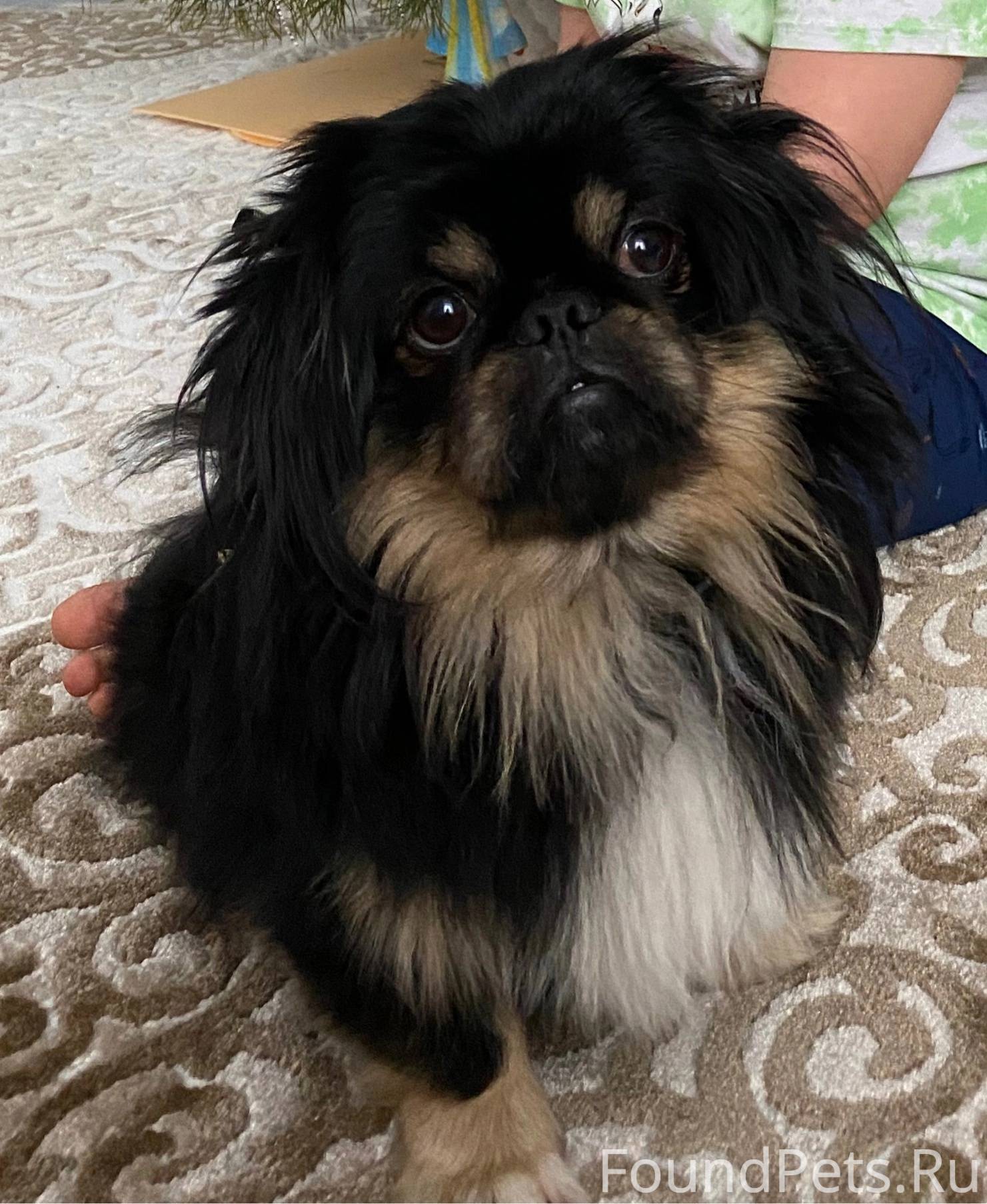 Пропала собака породы пекинес....