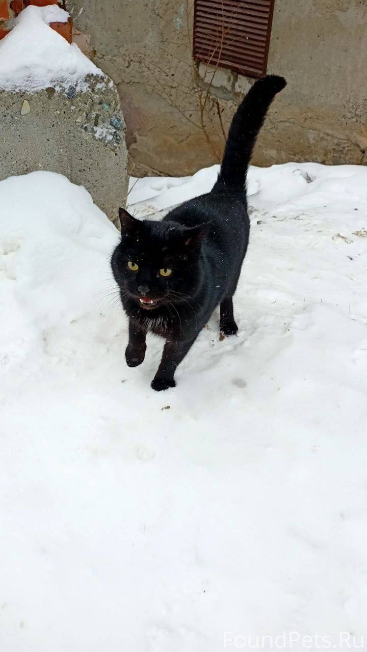 🐾 Фамильяр — кот с необычной.....