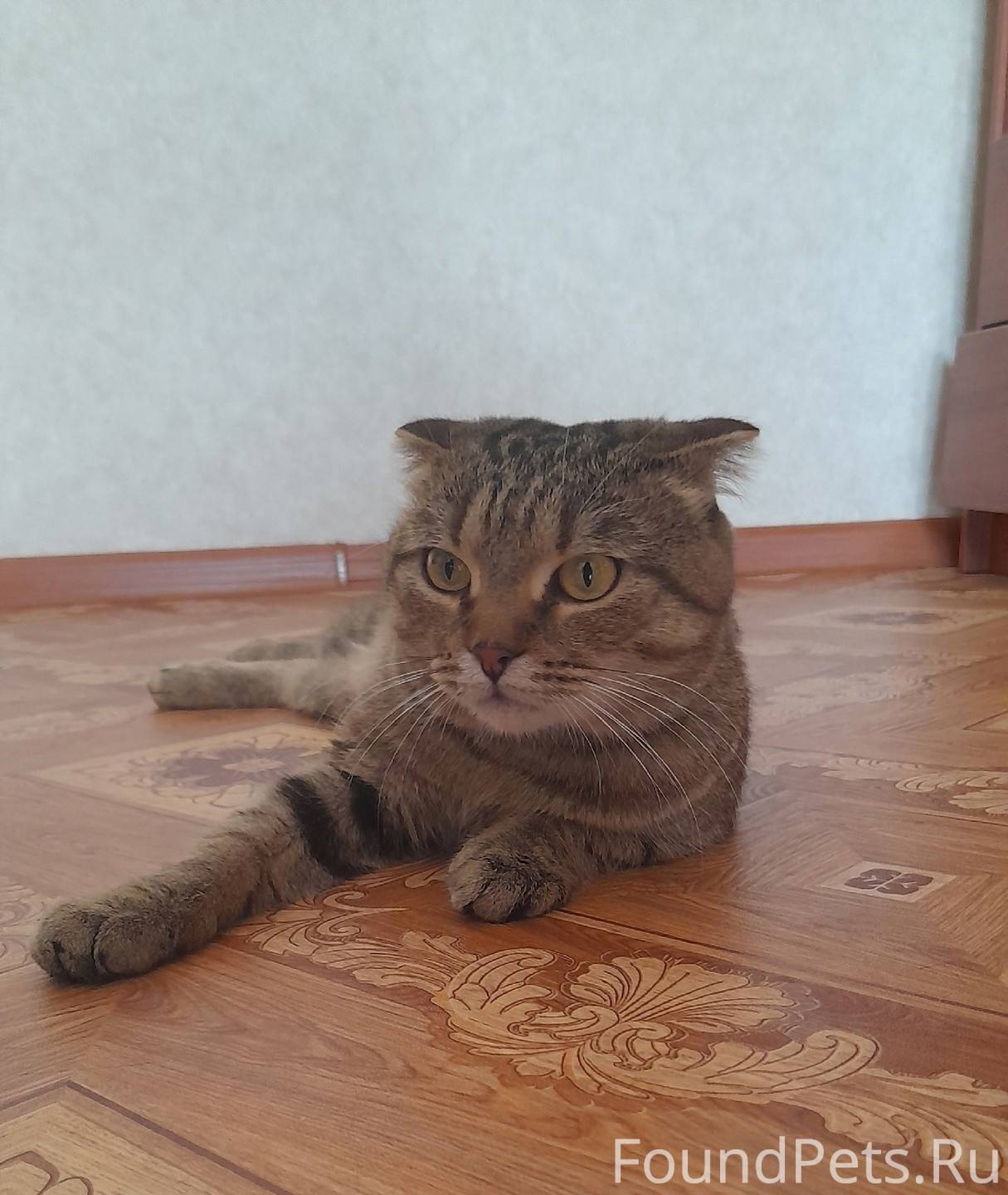 Пермь, Мира, 12 НАЙДЕН КОТ. Ко...