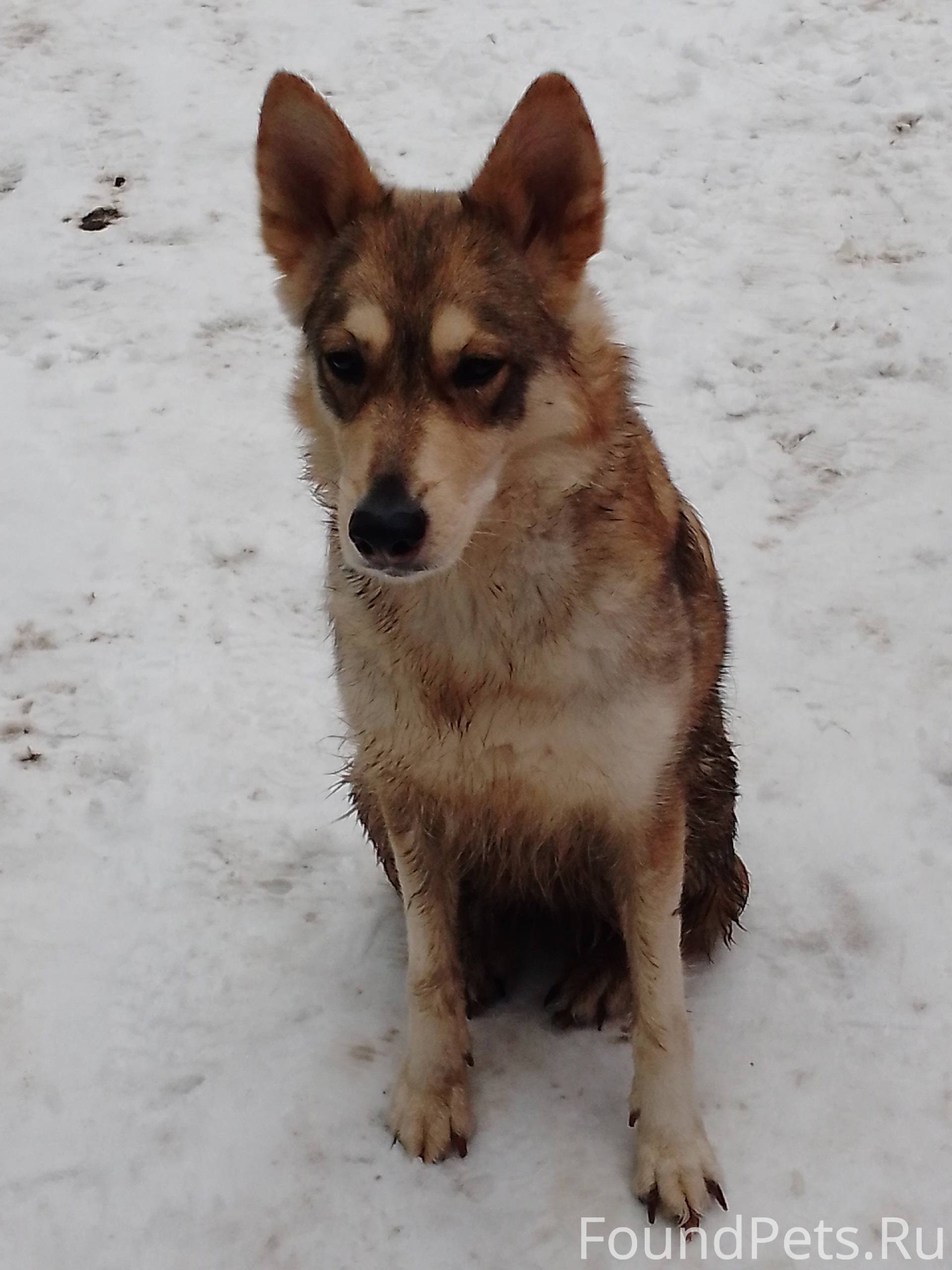 Чья прелесть бегает по Мариеак...