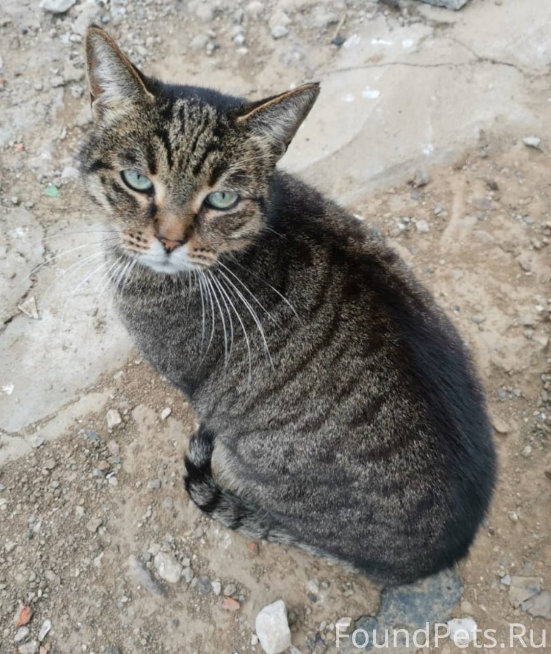 Тула и ТО Кот на люке...