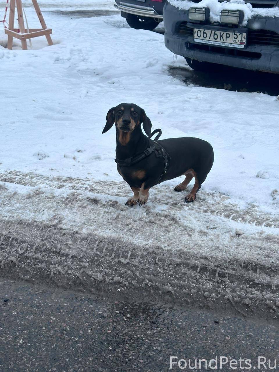 Мурманск. Кто потерял? https:/...