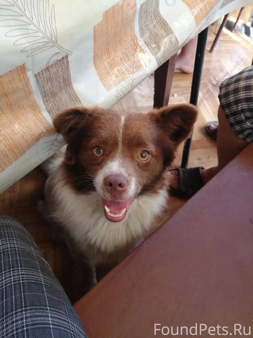 Пропал пес , 6 лет в районе...