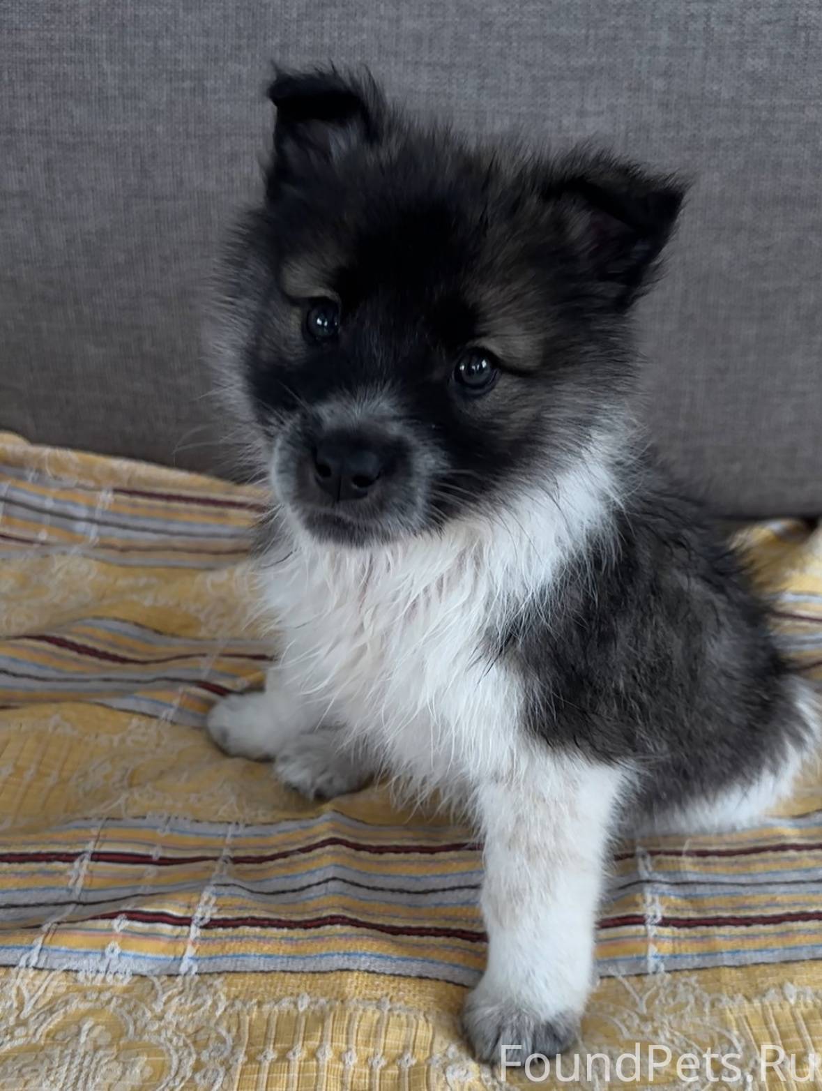 Очаровательный щенок ищет новы...