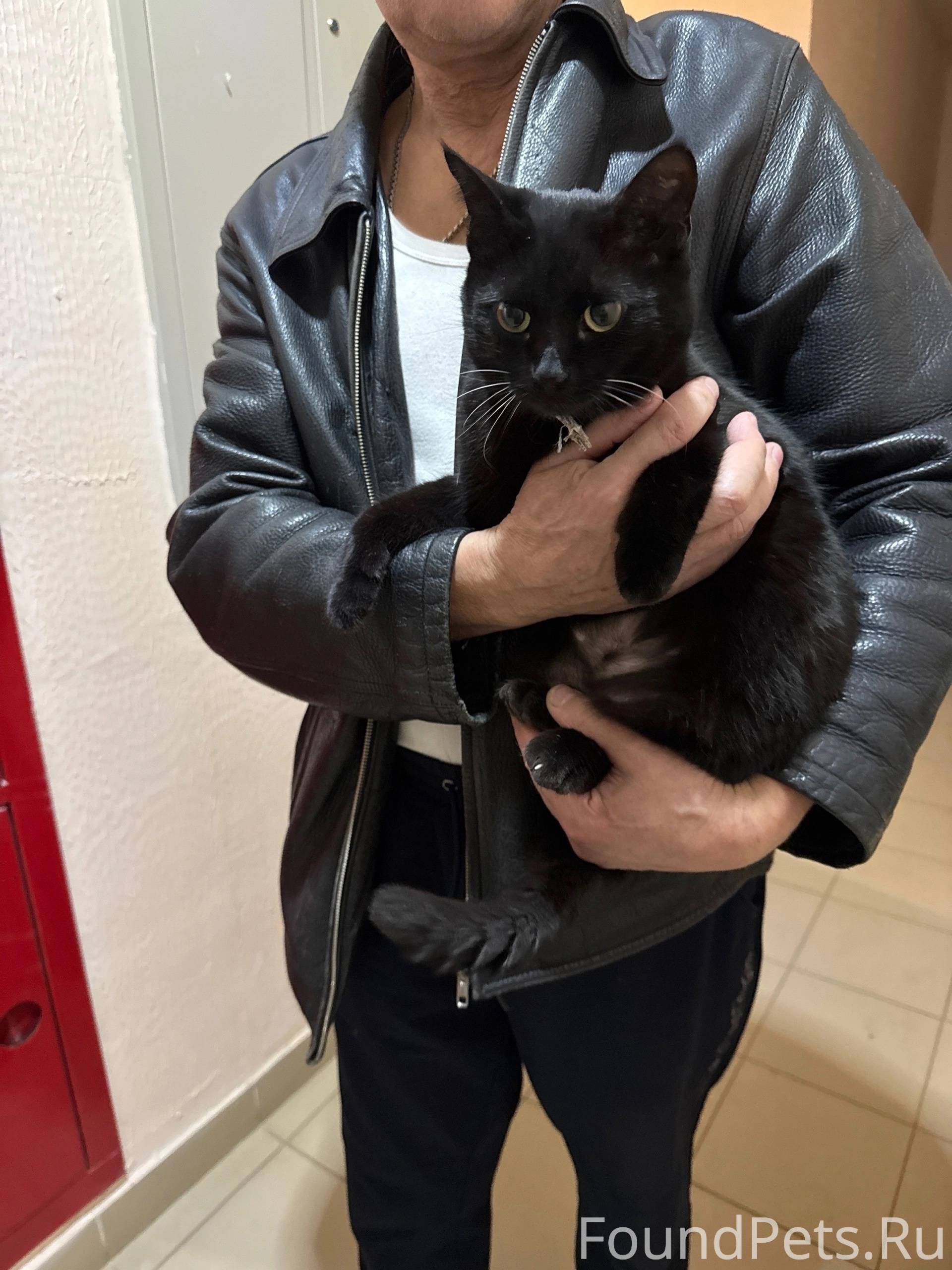 Найдена черная кошка по адресу...