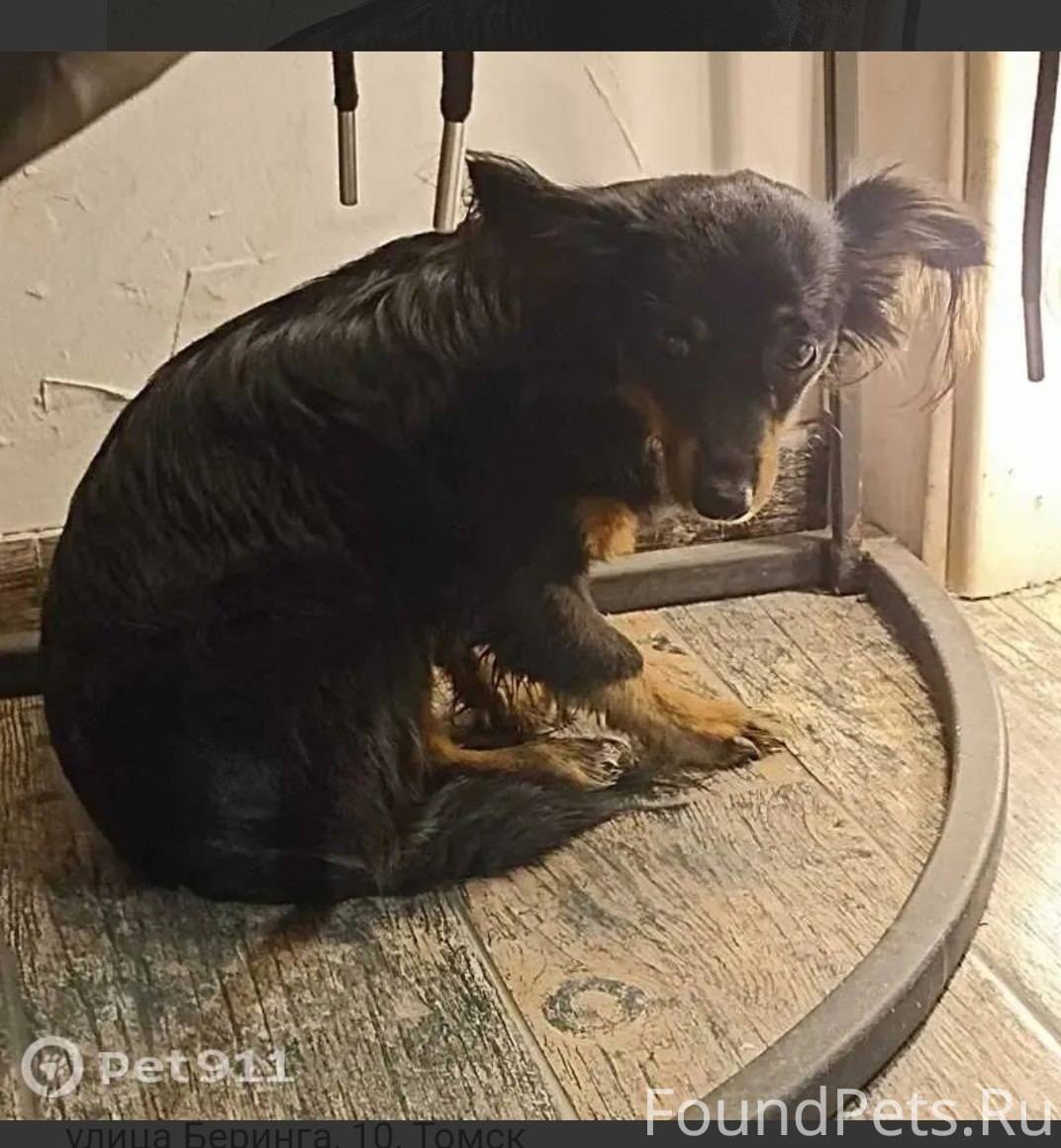 Найдена собака! Пожалуйста, ма...