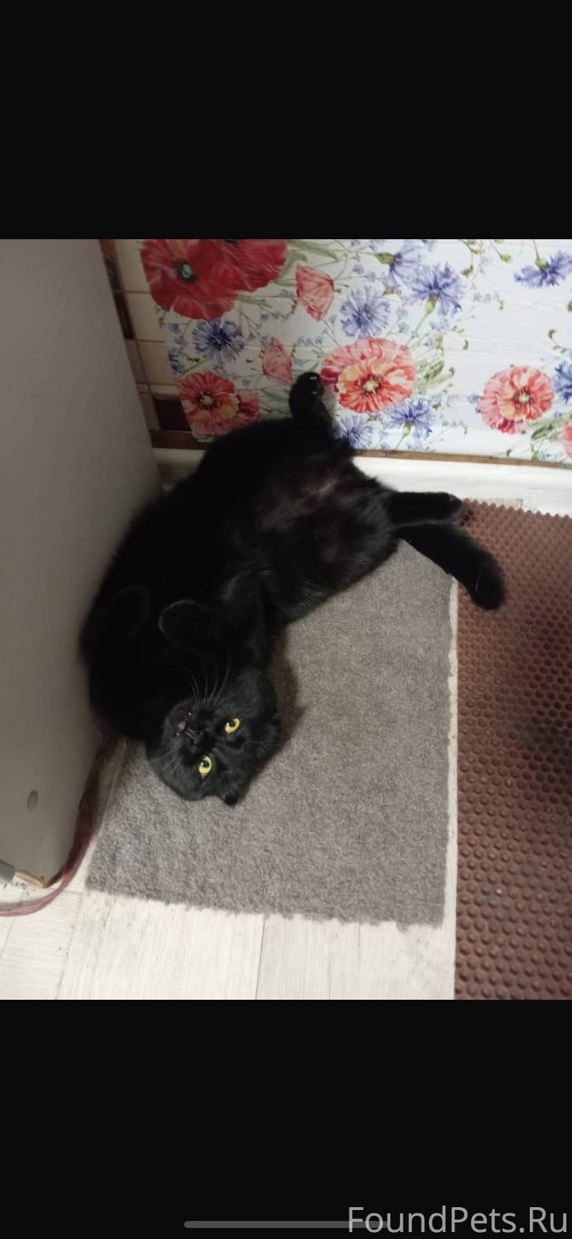 Пропал кот,в районе улицы Белг...