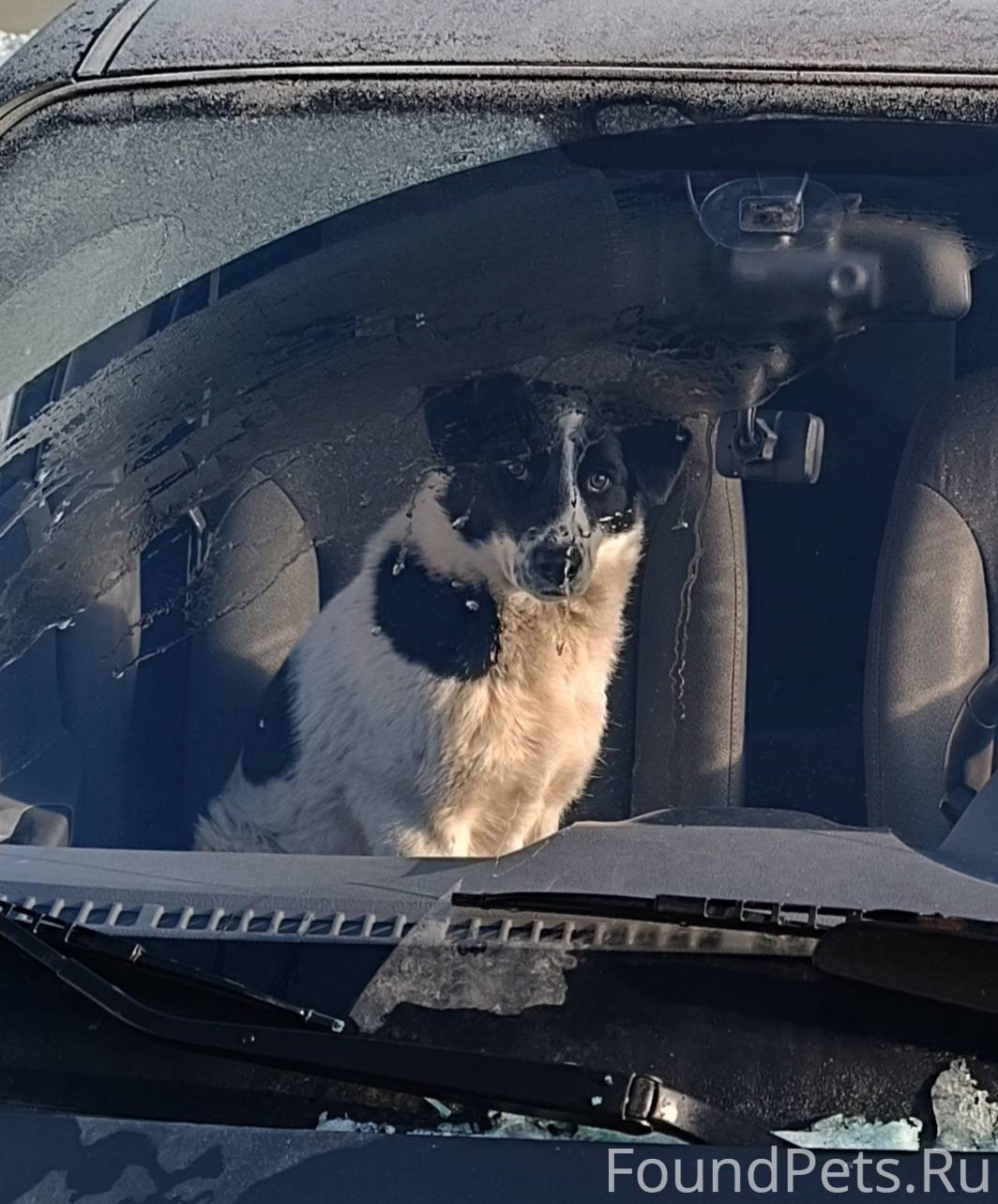 Пропала собака, не можем найти...